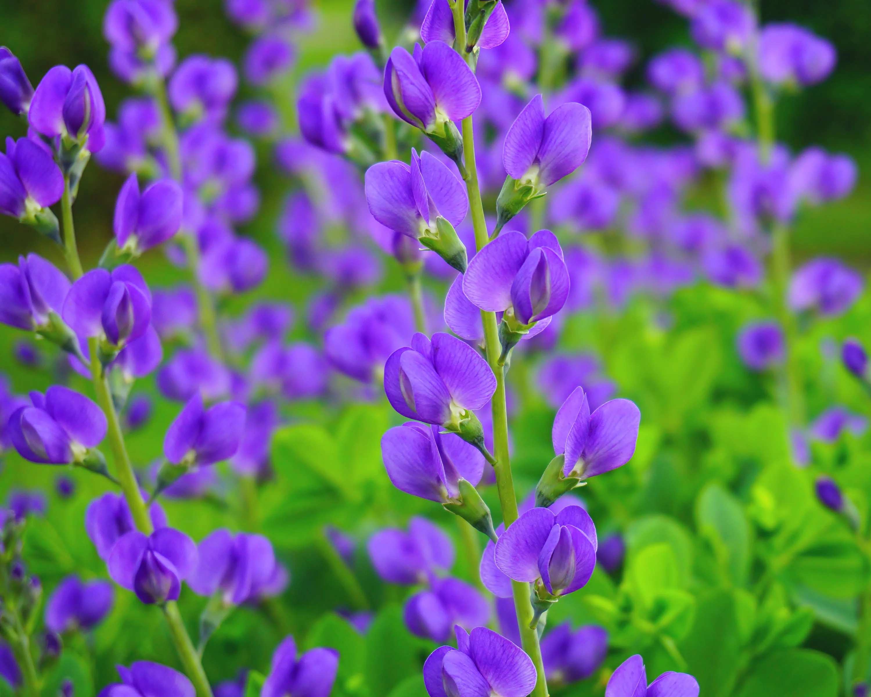 Baptisia australis - Image 3