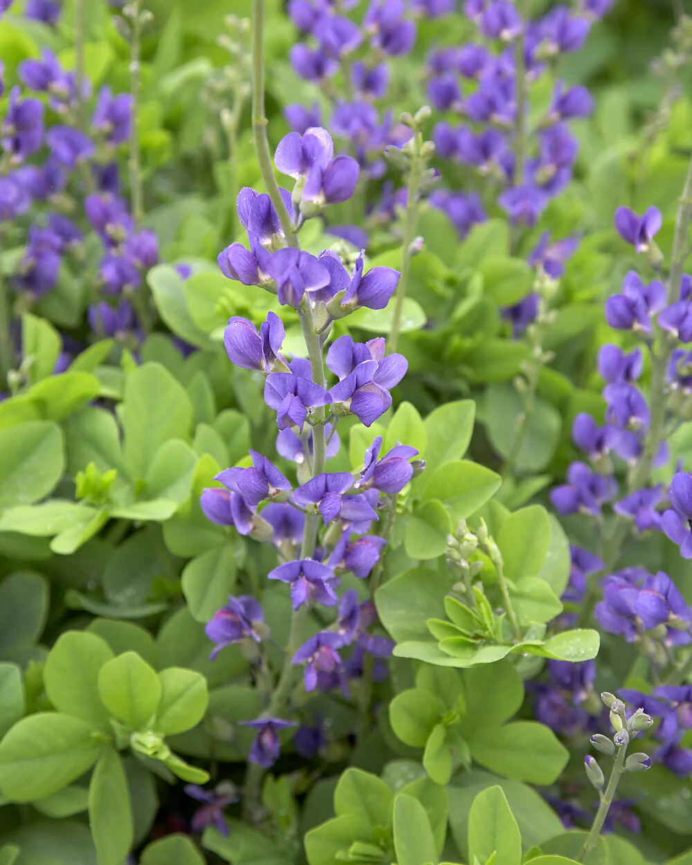 Baptisia australis - Image 5