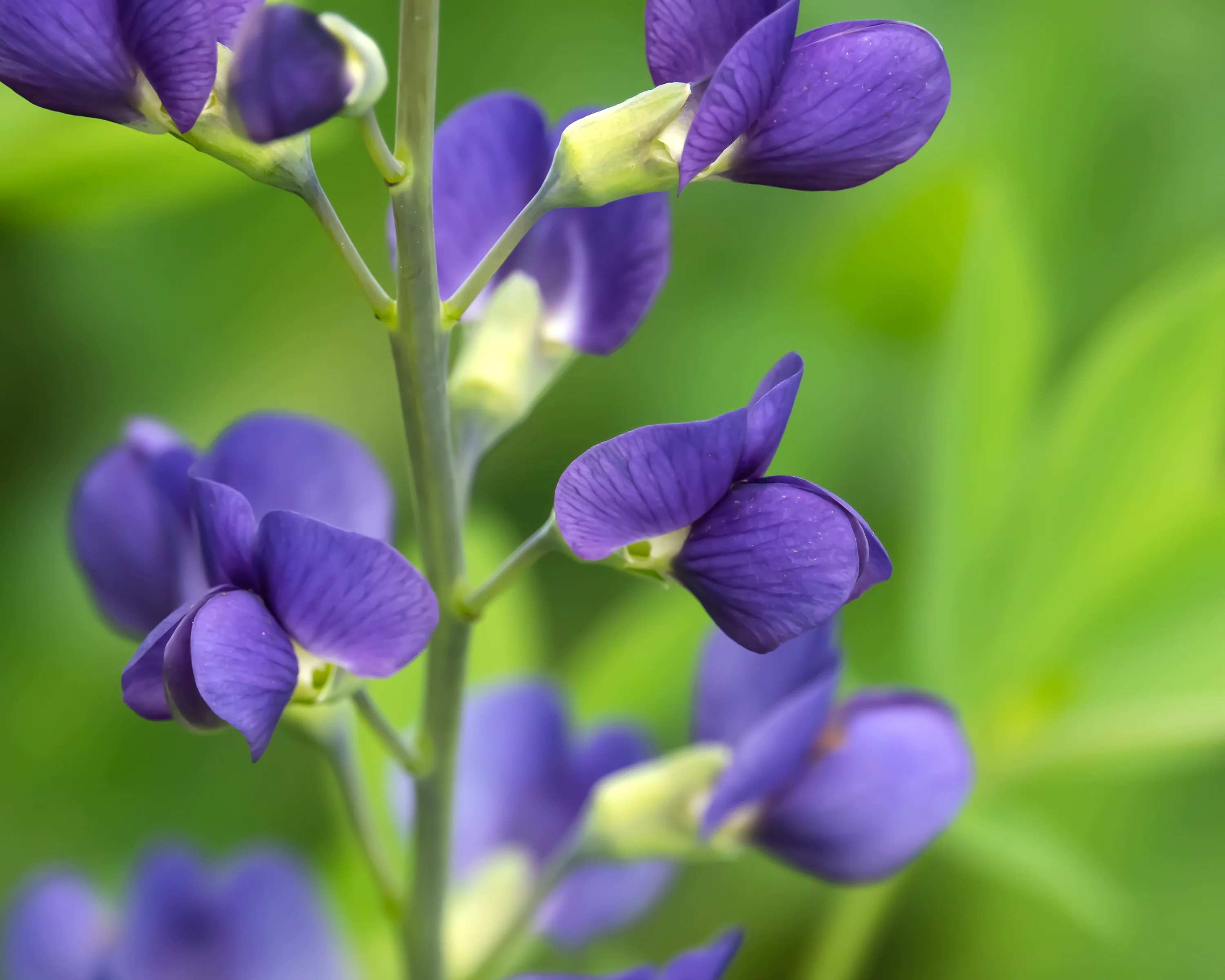 Baptisia australis - Image 7