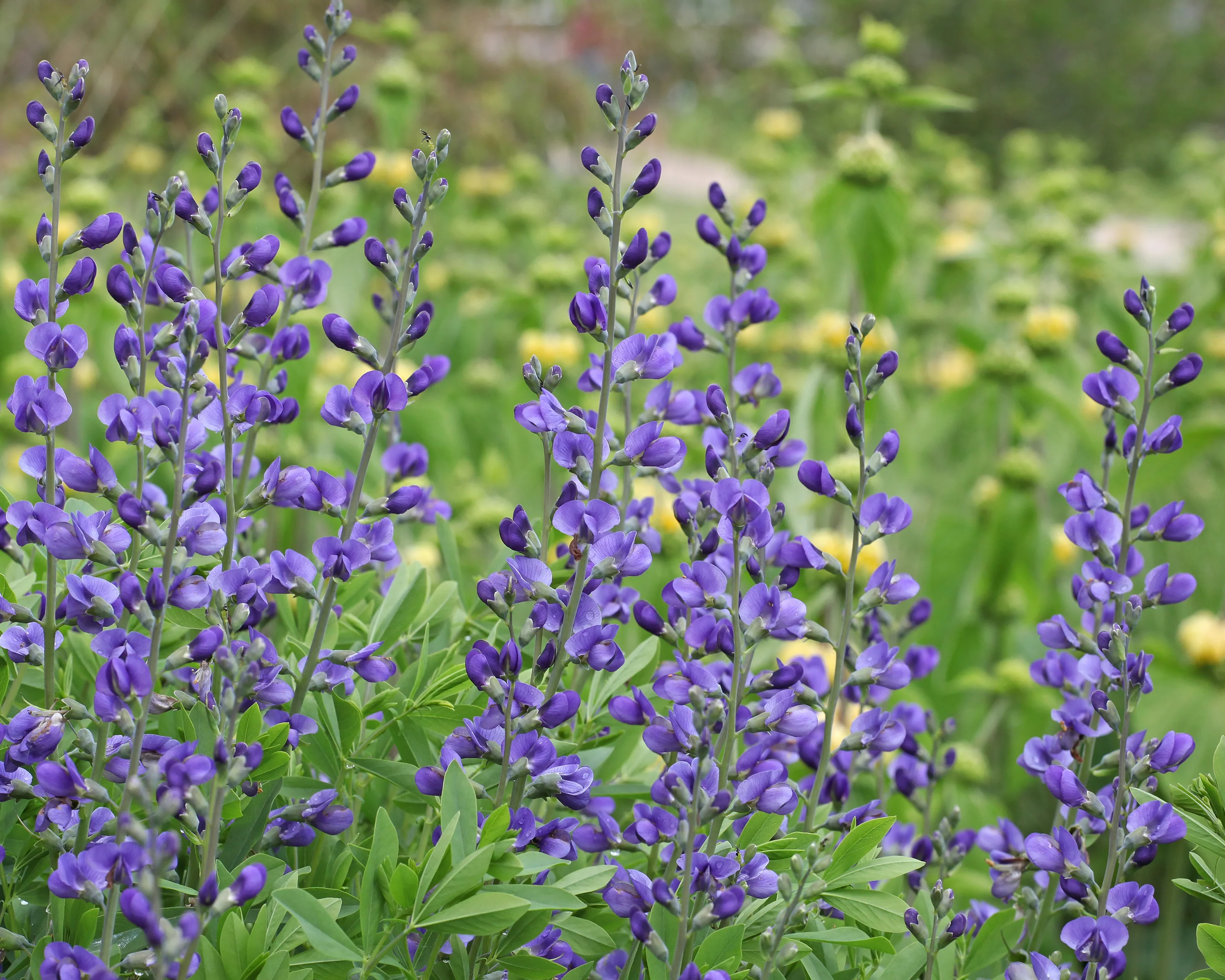 Baptisia australis - Image 8