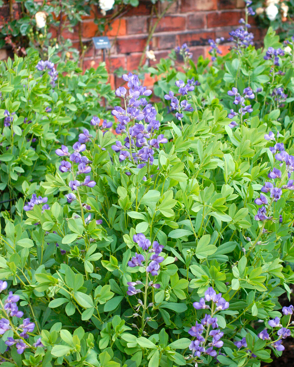 Baptisia australis - Image 9