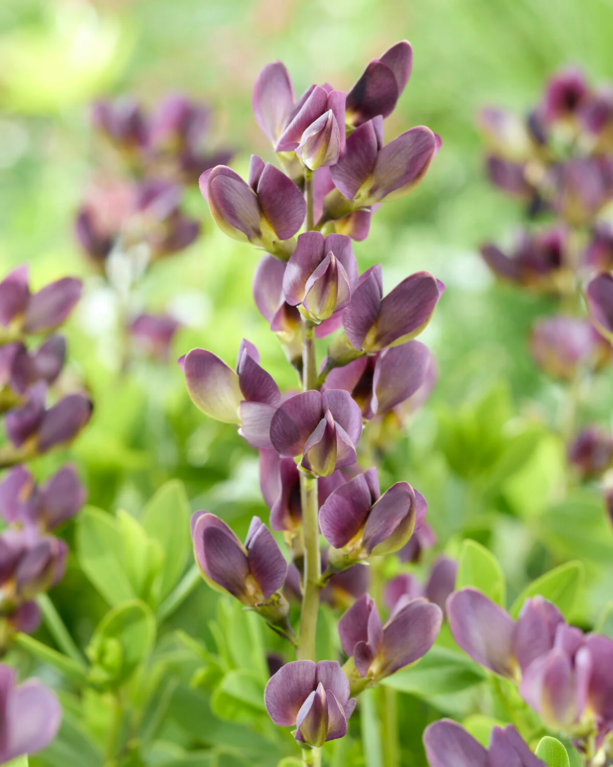 Baptisia 'Dusty Purple' - Image 3