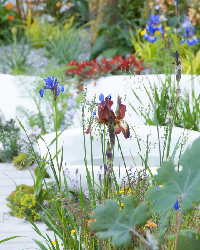 Bearded Iris 'Kent Pride' - Image 3