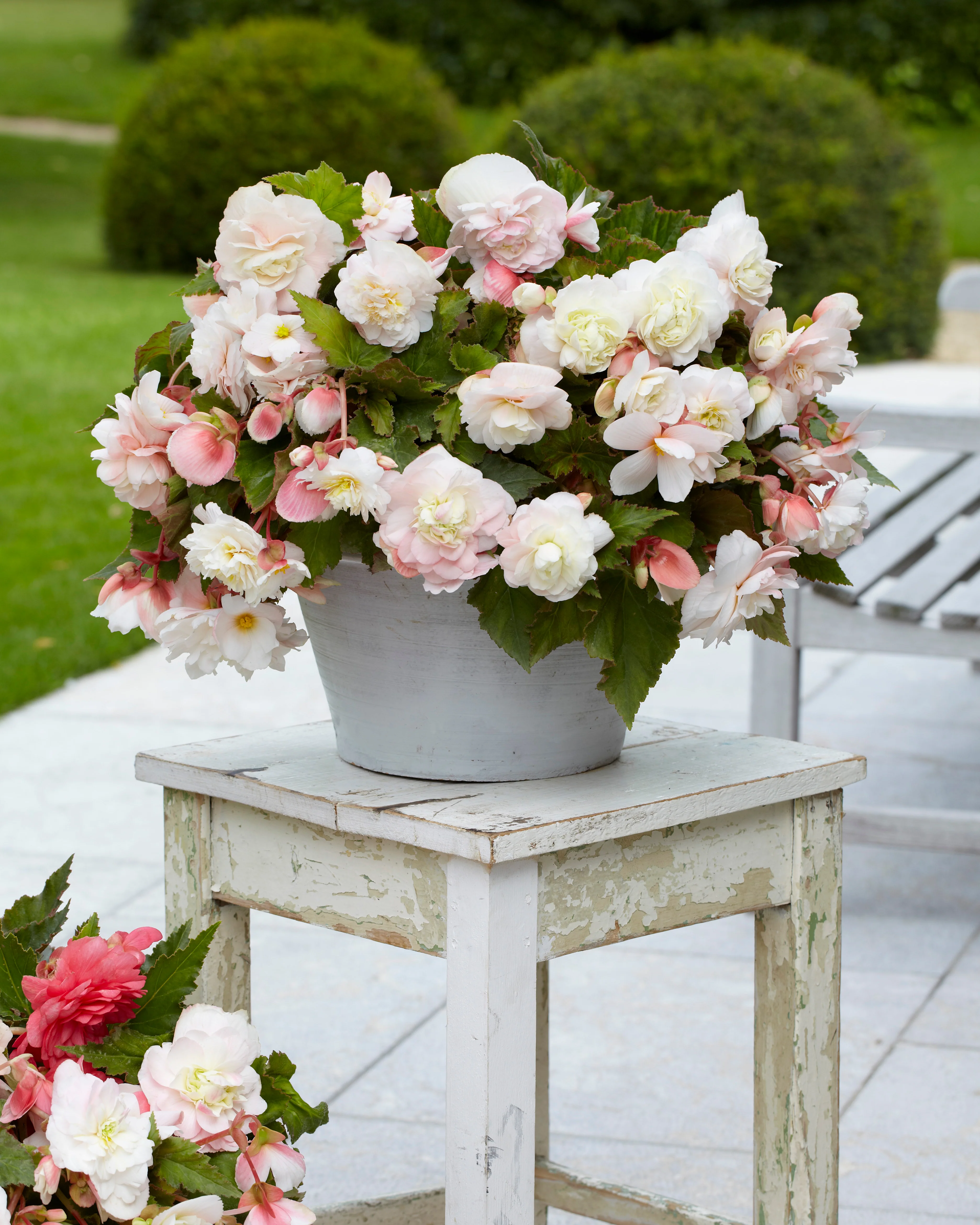 Begonia odorata 'Angelique' - Image 3