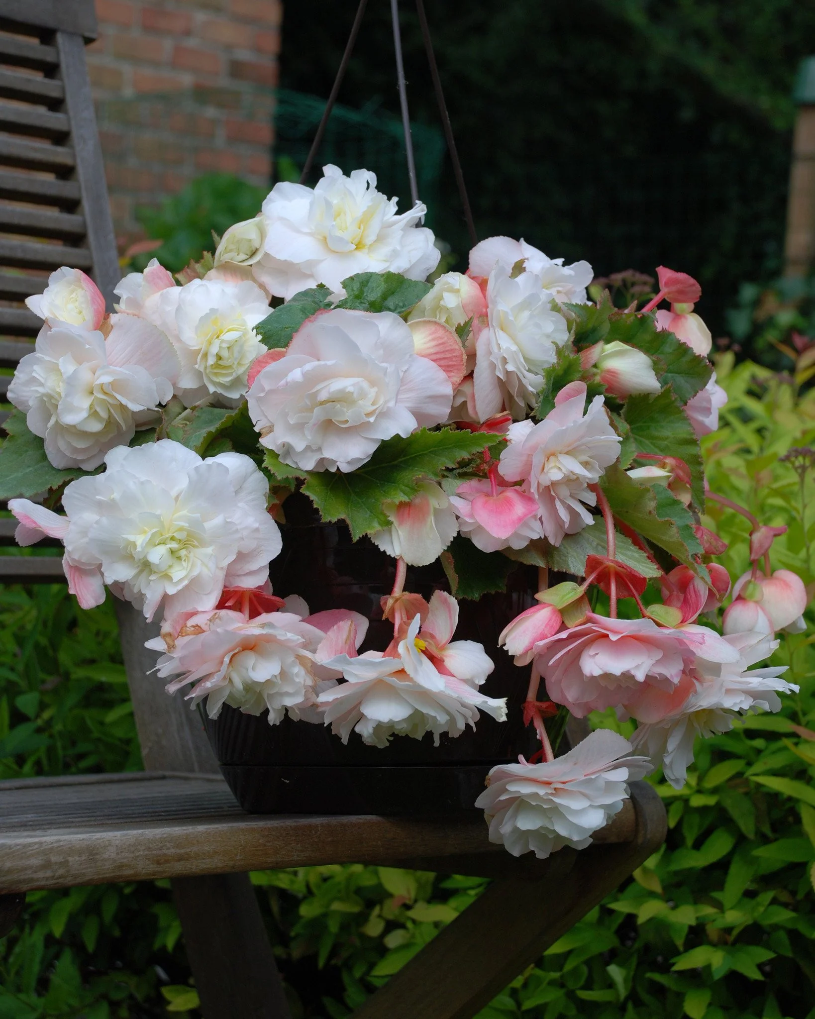 Begonia odorata 'Angelique' - Image 4
