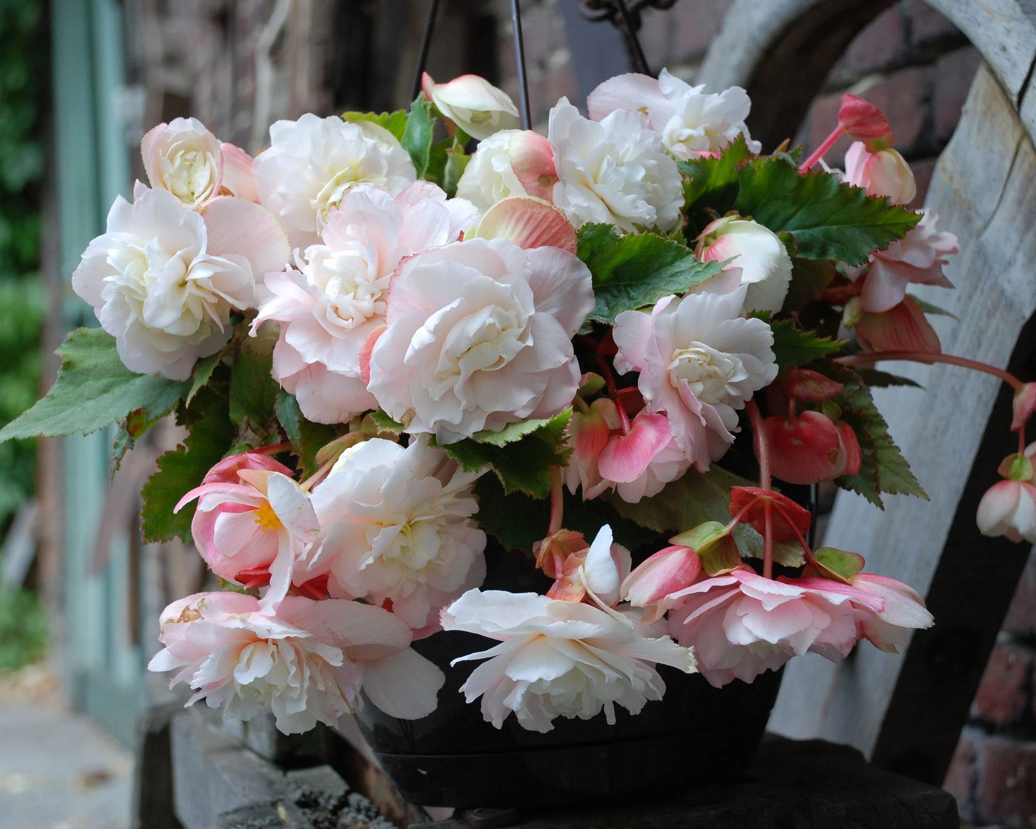 Begonia odorata 'Angelique' - Image 5