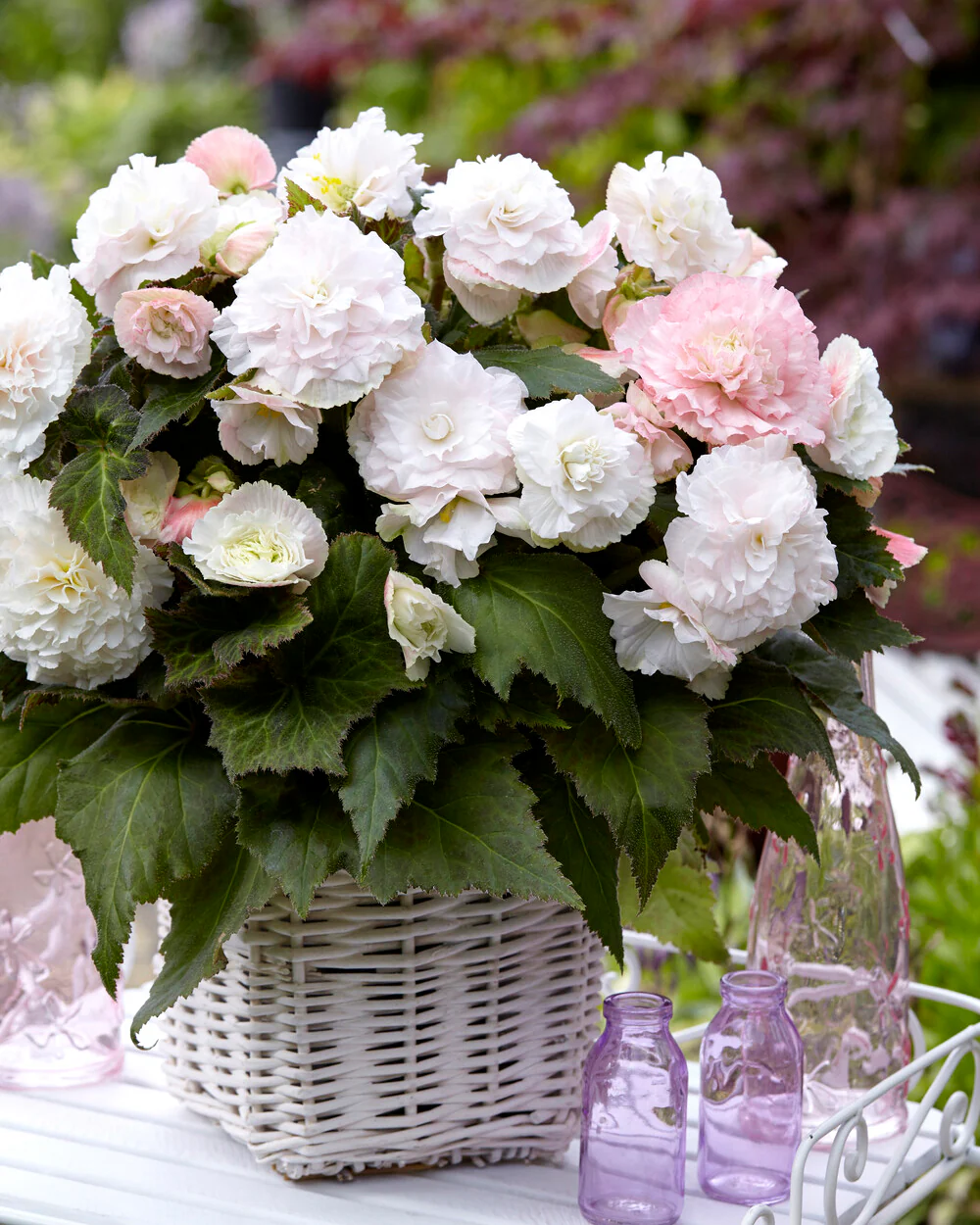 Begonia 'Wummi Apfelblüte' - Image 4