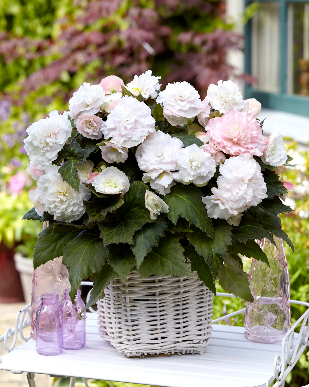 Begonia 'Wummi Apfelblüte' - Image 6