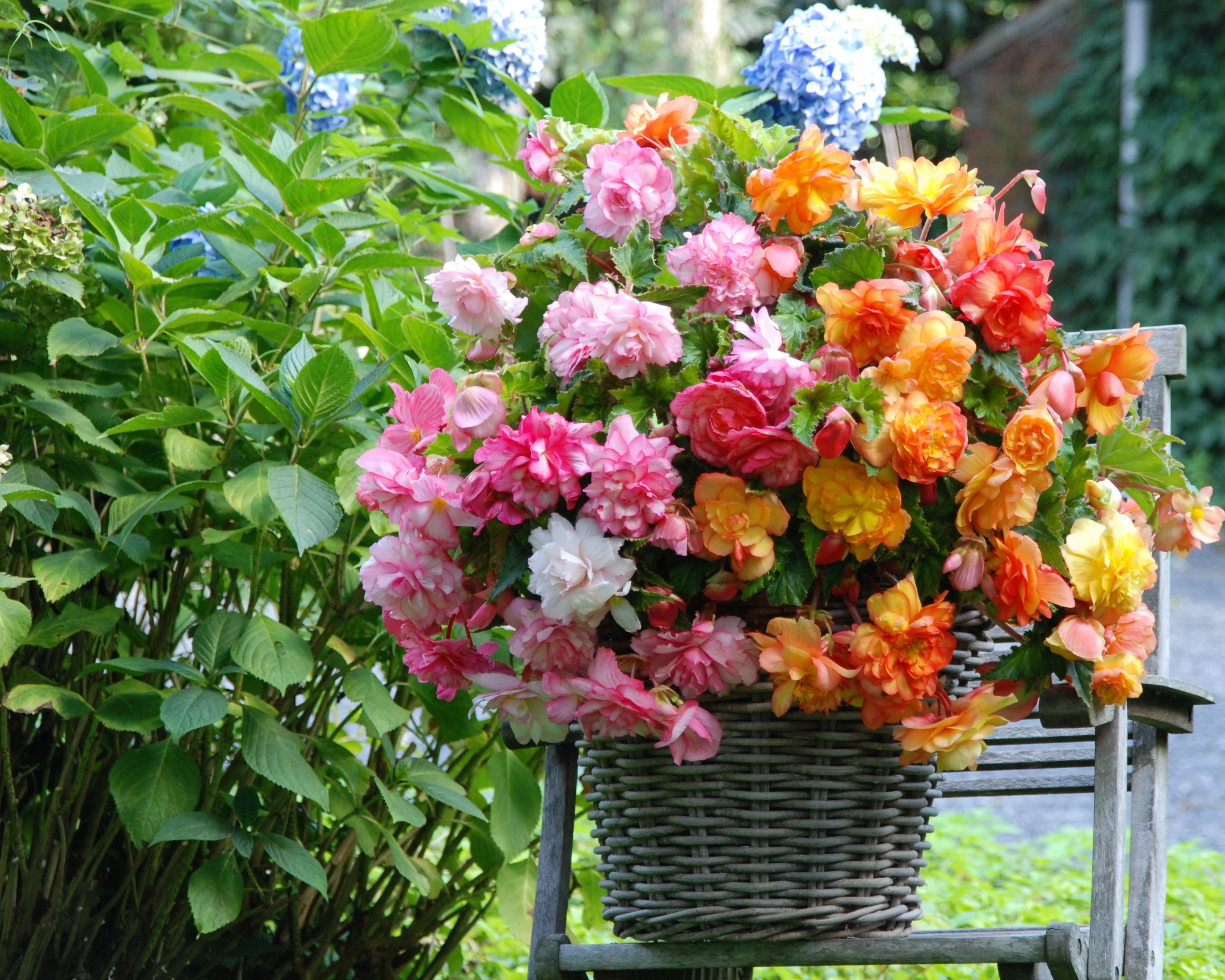 Begonia 'Balcony Mixed' - Image 2