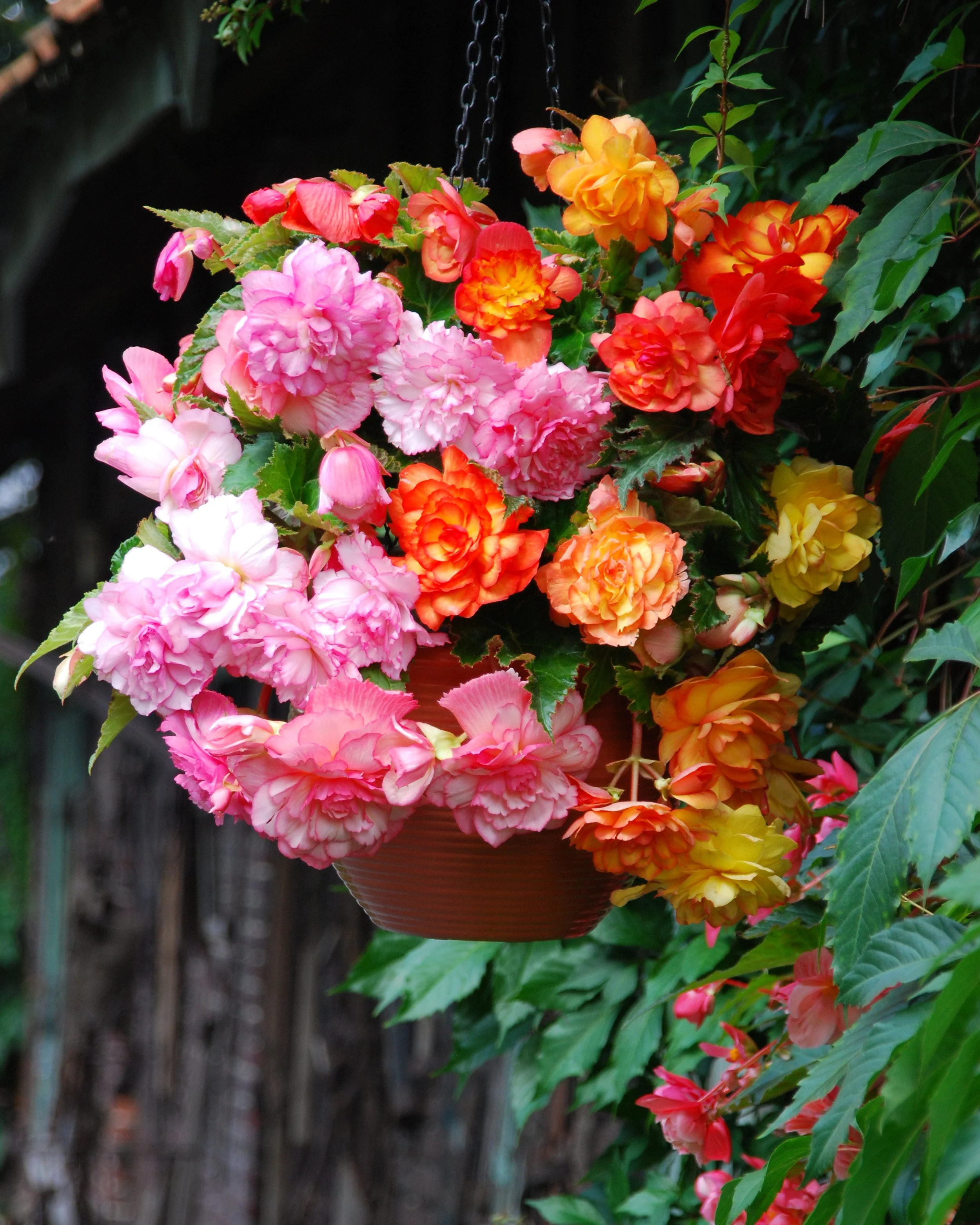 Begonia 'Balcony Mixed' - Image 3