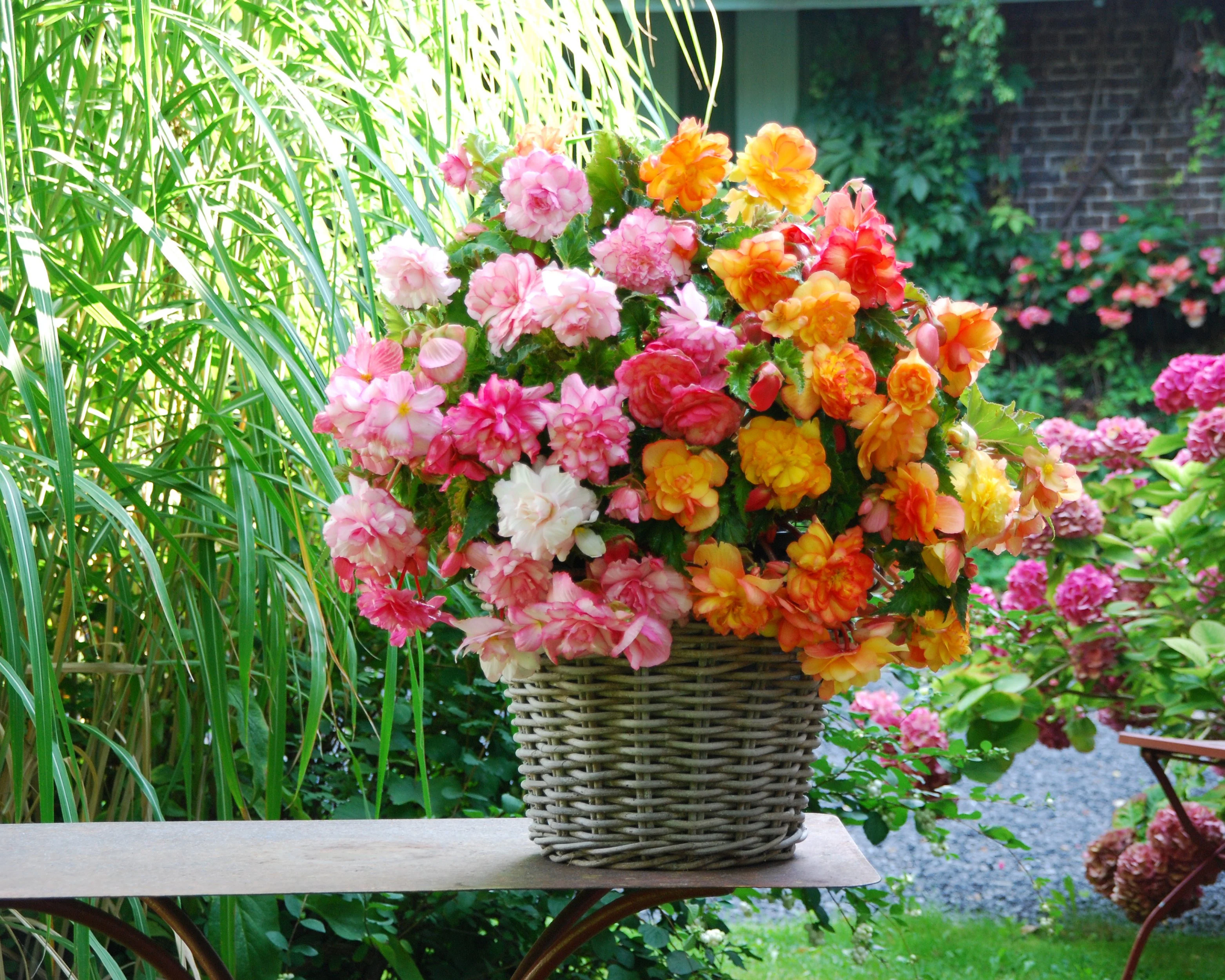 Begonia 'Balcony Mixed' - Image 4