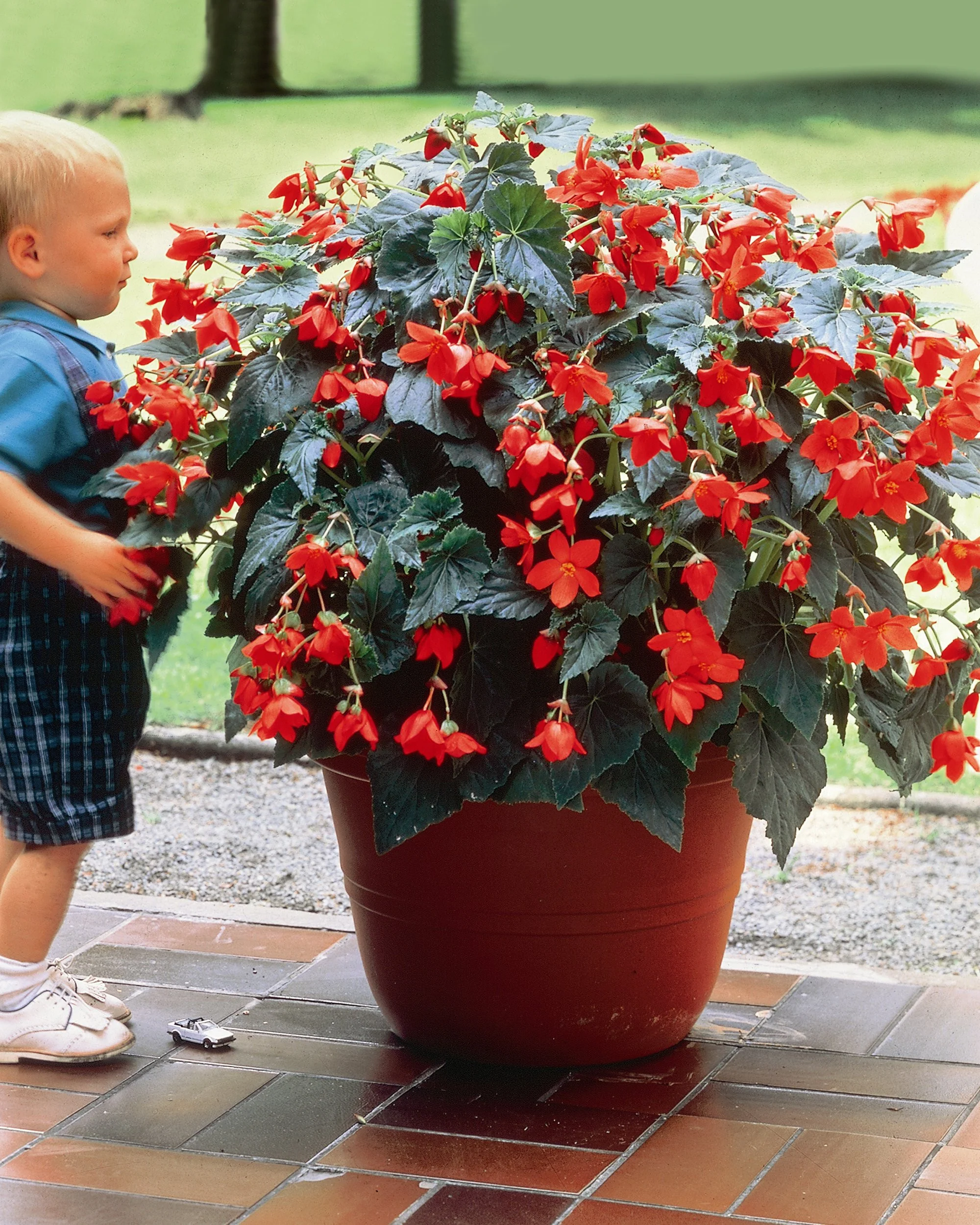 Begonia 'Bertini' - Image 3