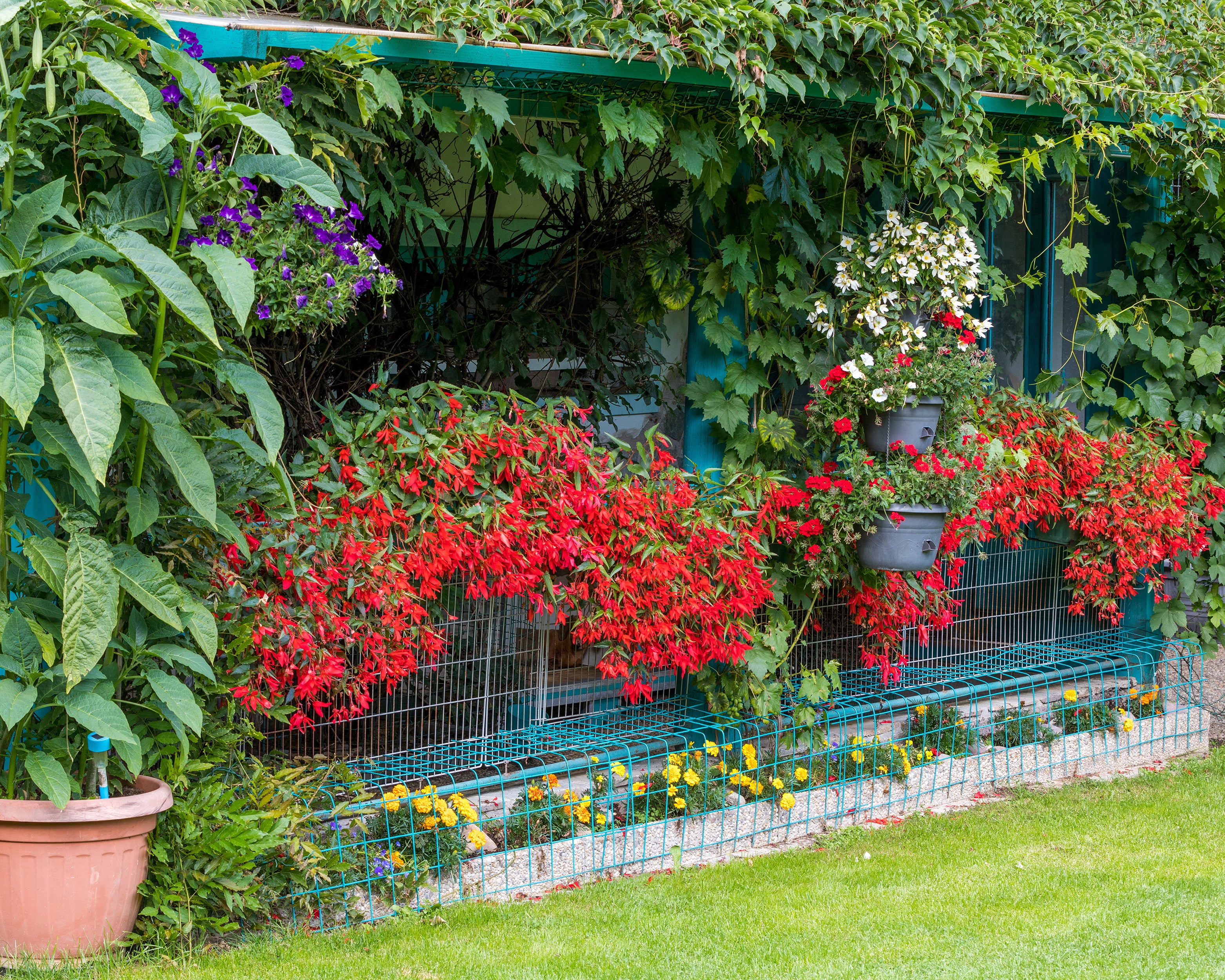 Begonia 'Bertini' - Image 5