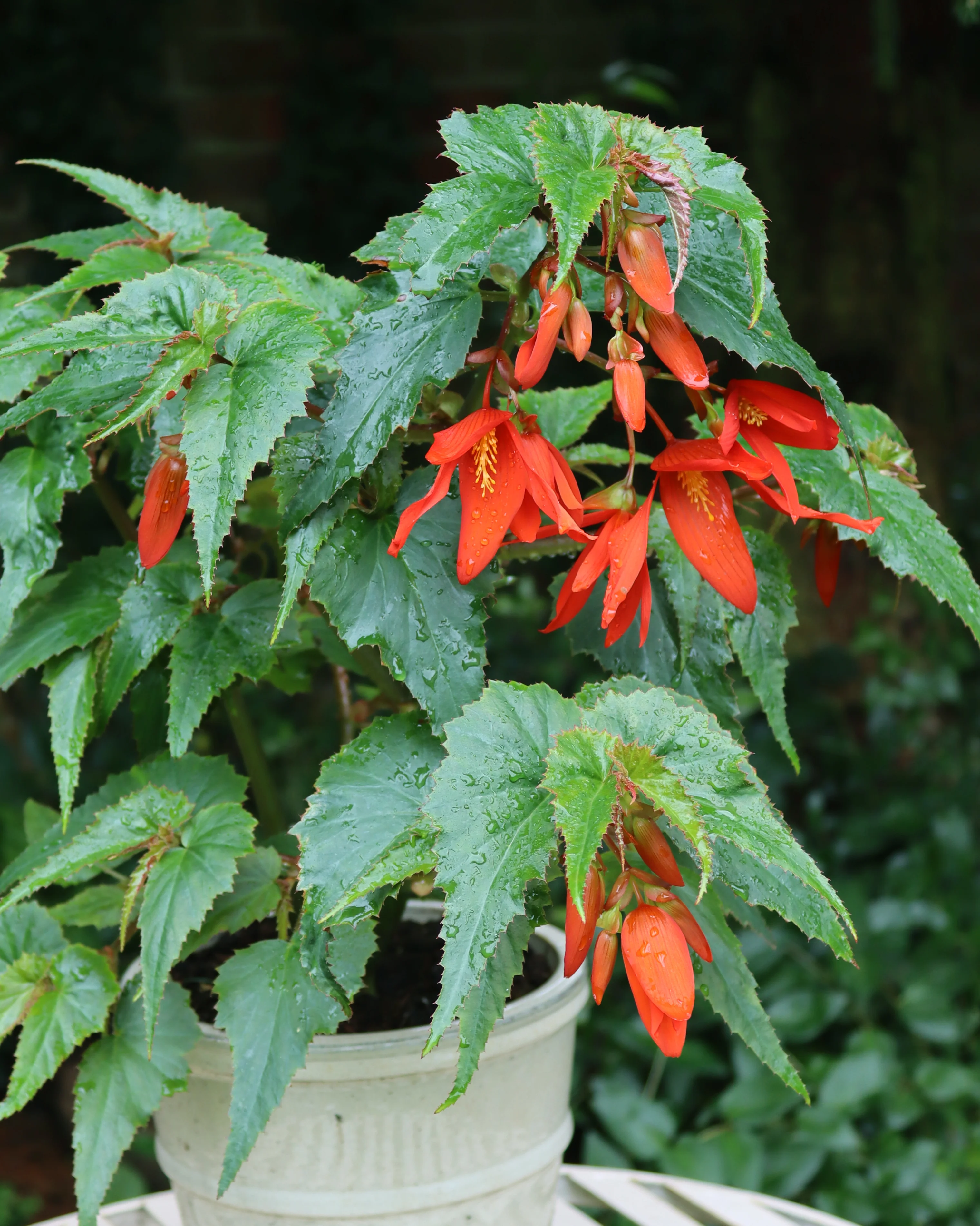 Begonia 'Bertini' - Image 7