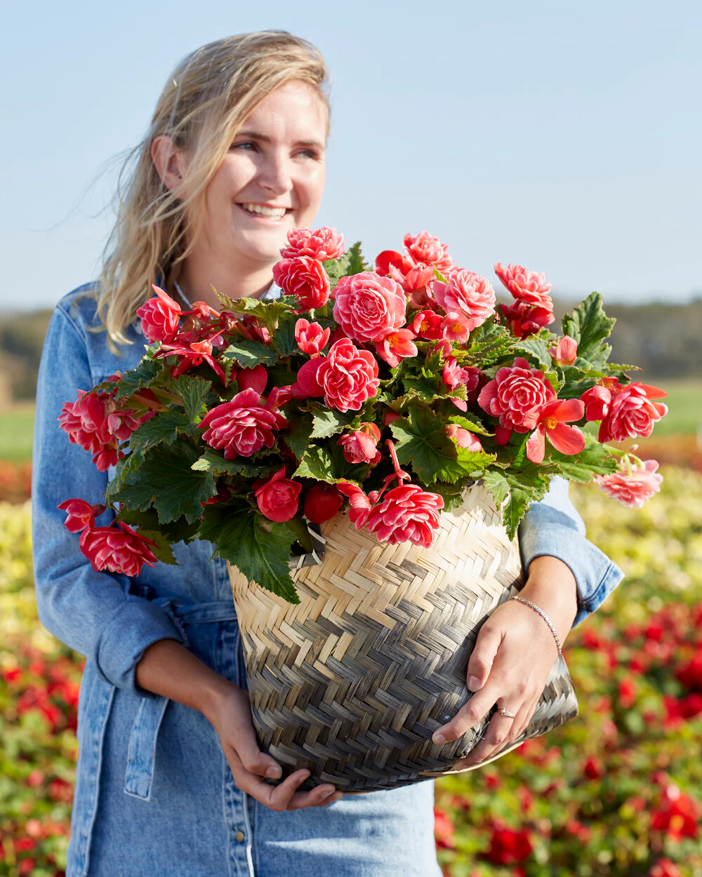 Begonia 'Camelia' - Image 2