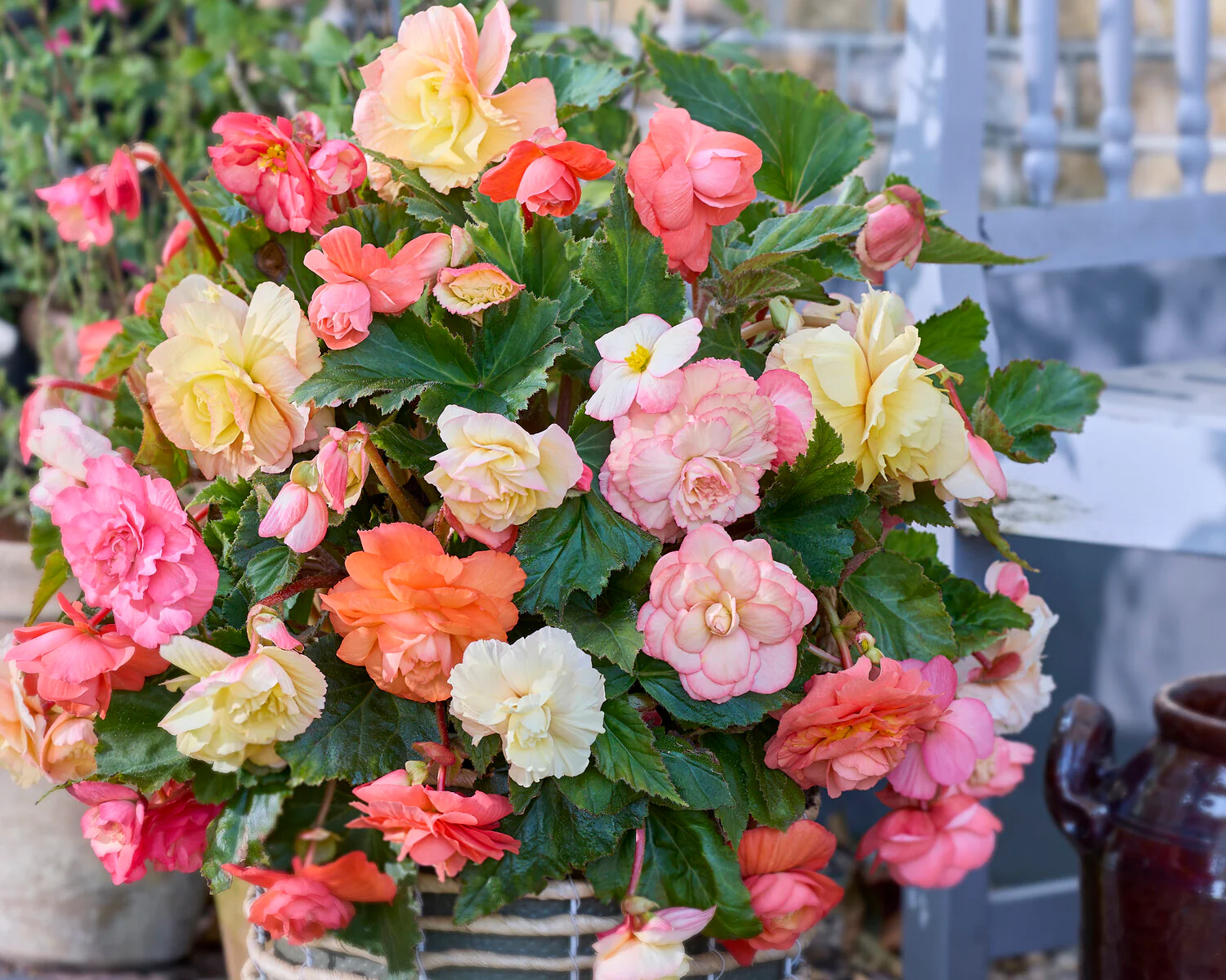 Begonia 'Cascade Pastel Wave' - Image 2