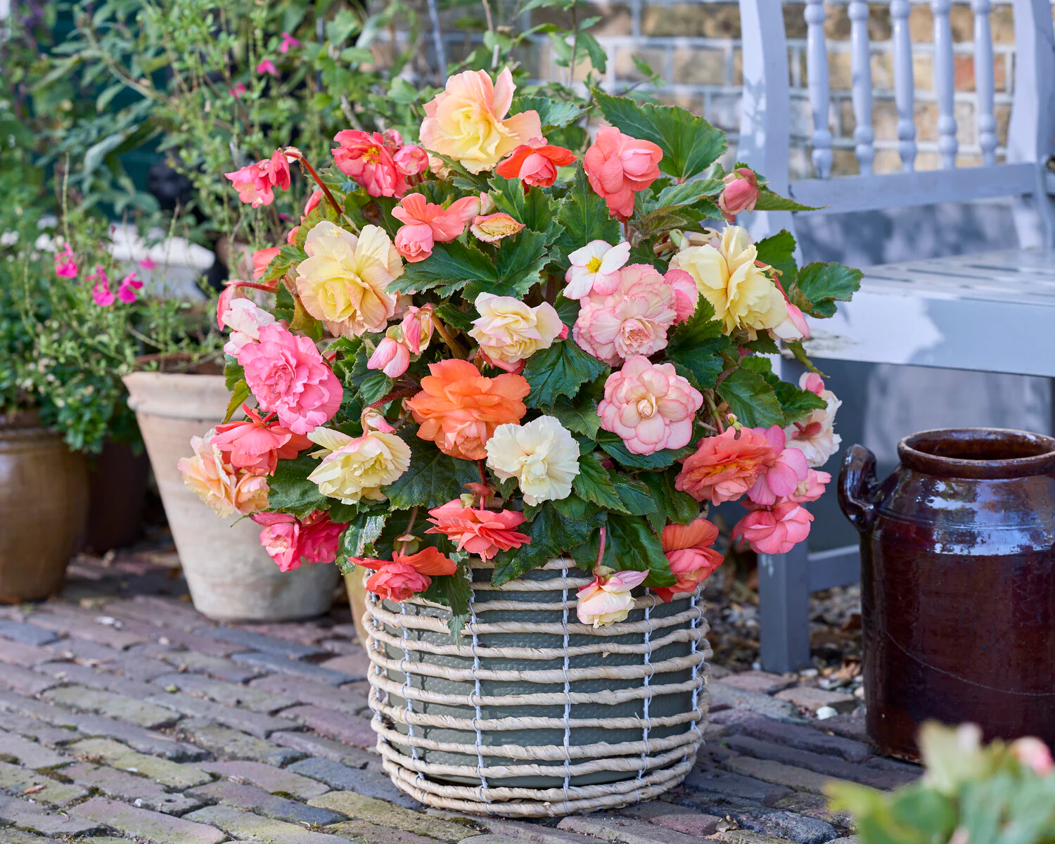 Begonia 'Cascade Pastel Wave' - Image 3