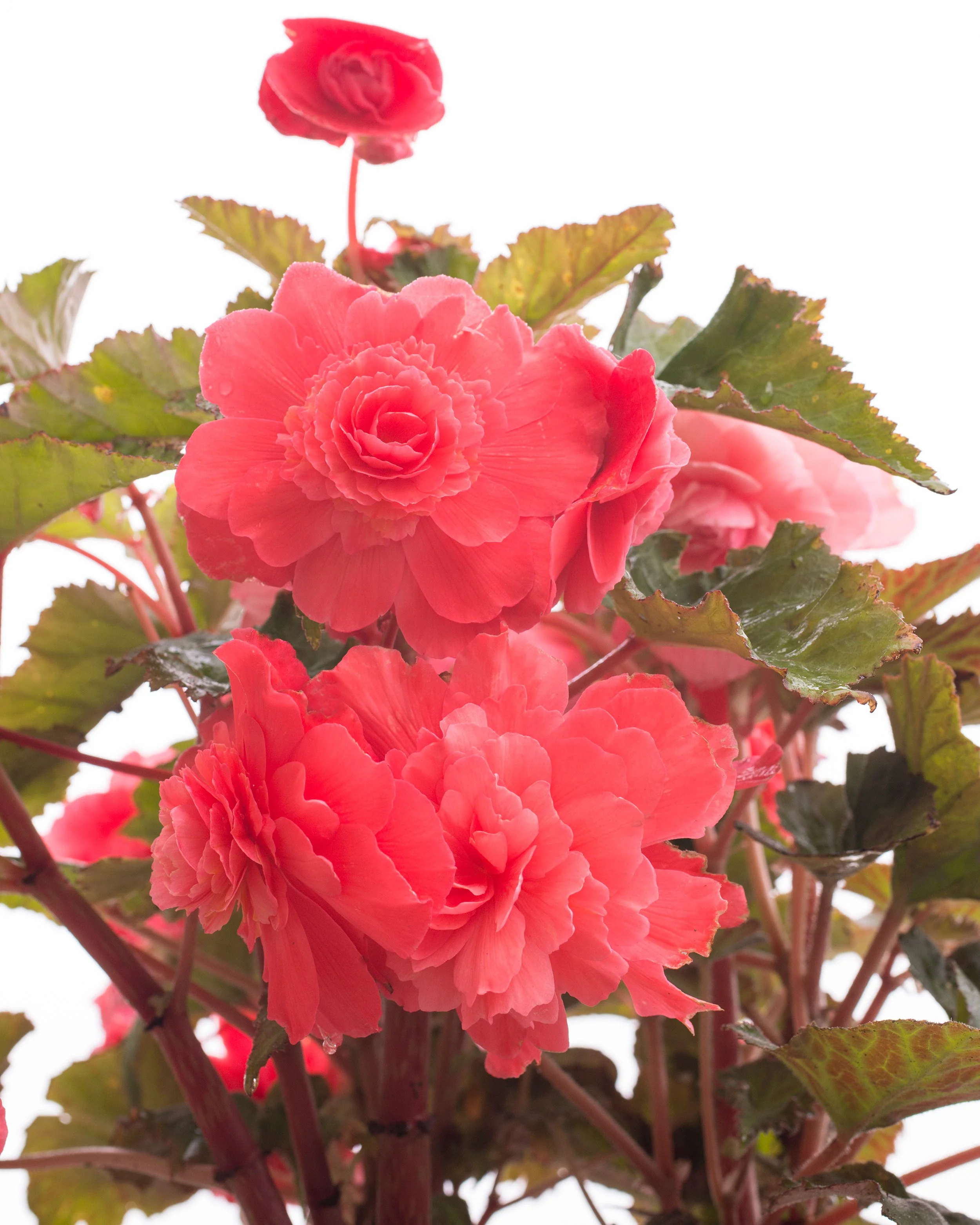 Begonia 'Cascade Pink' - Image 3