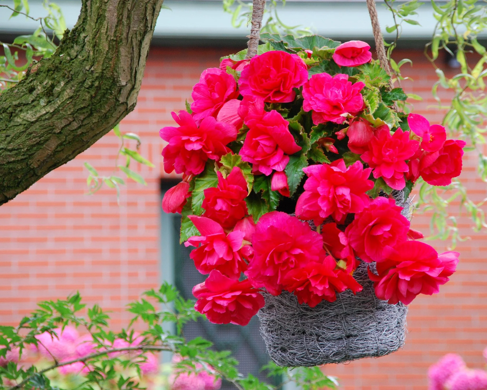 Begonia 'Cascade Pink' - Image 6