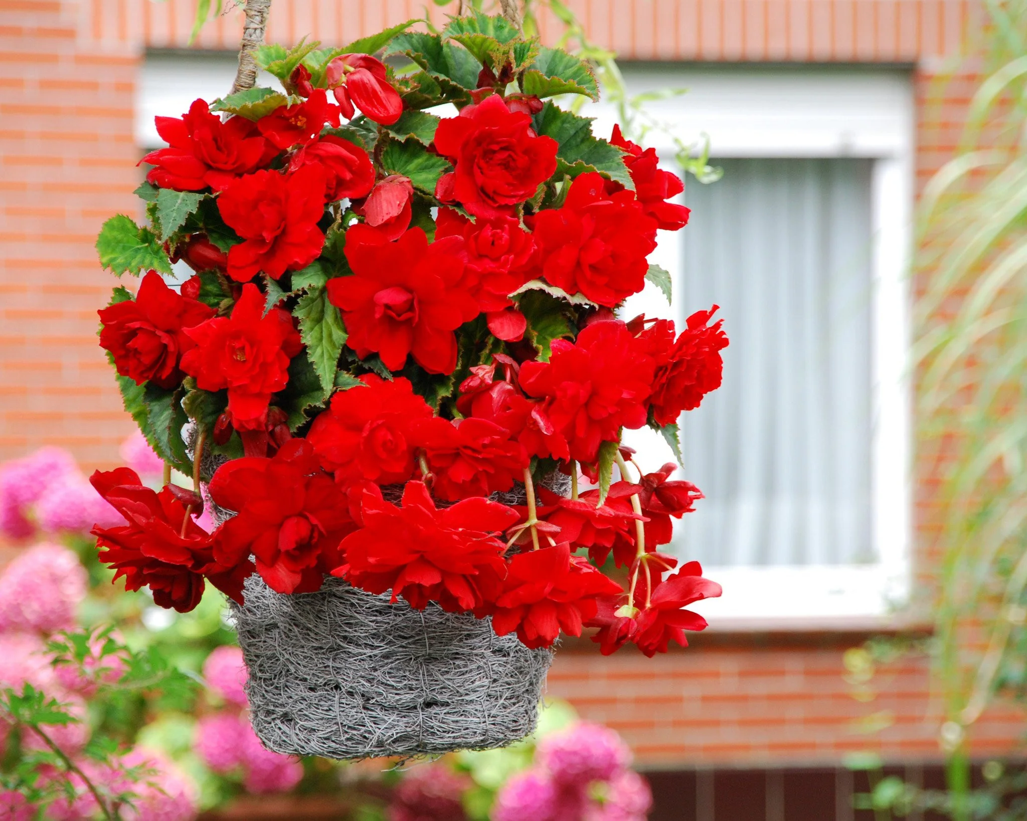 Begonia 'Cascade Red' - Image 2