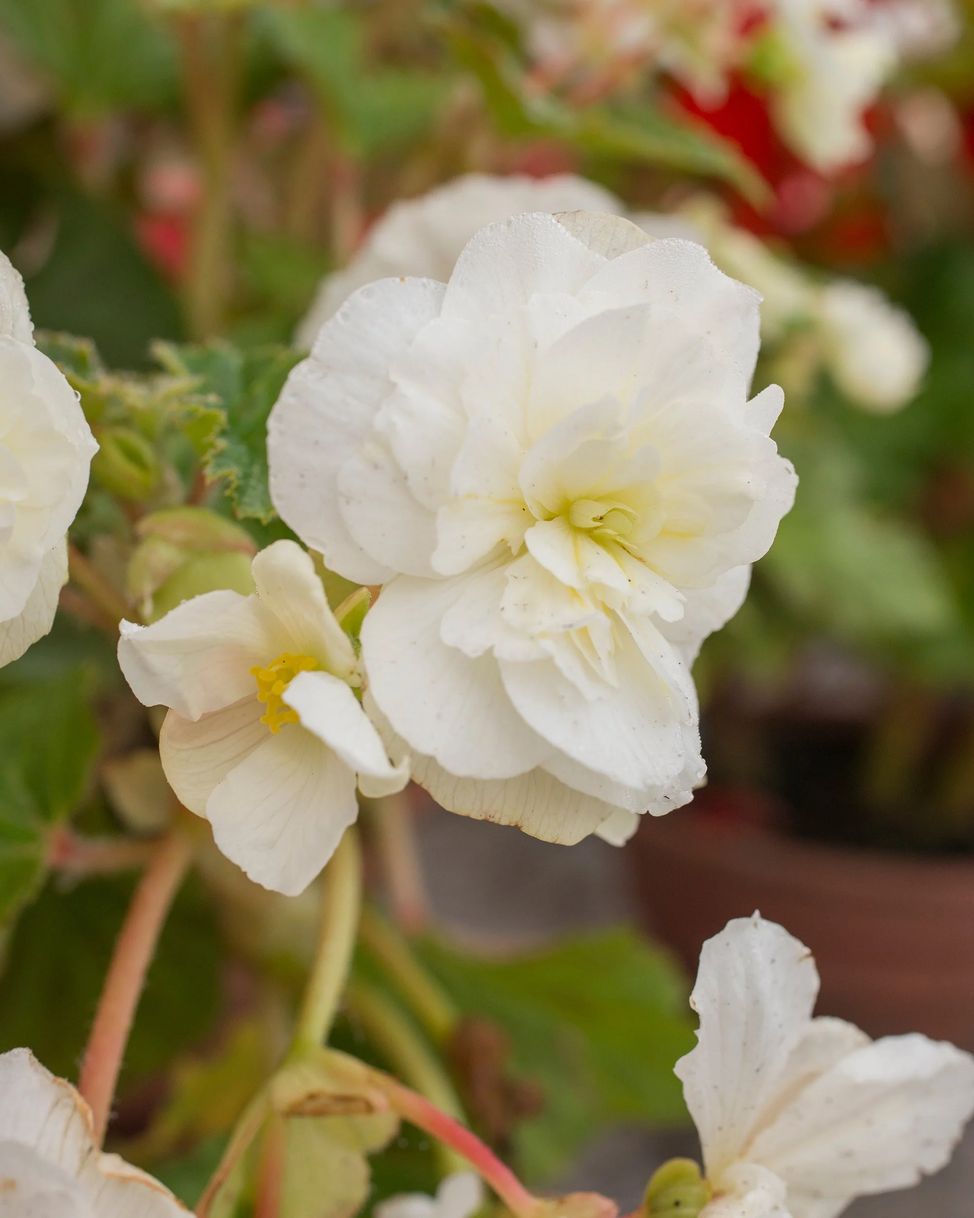 Begonia 'Cascade White' - Image 2