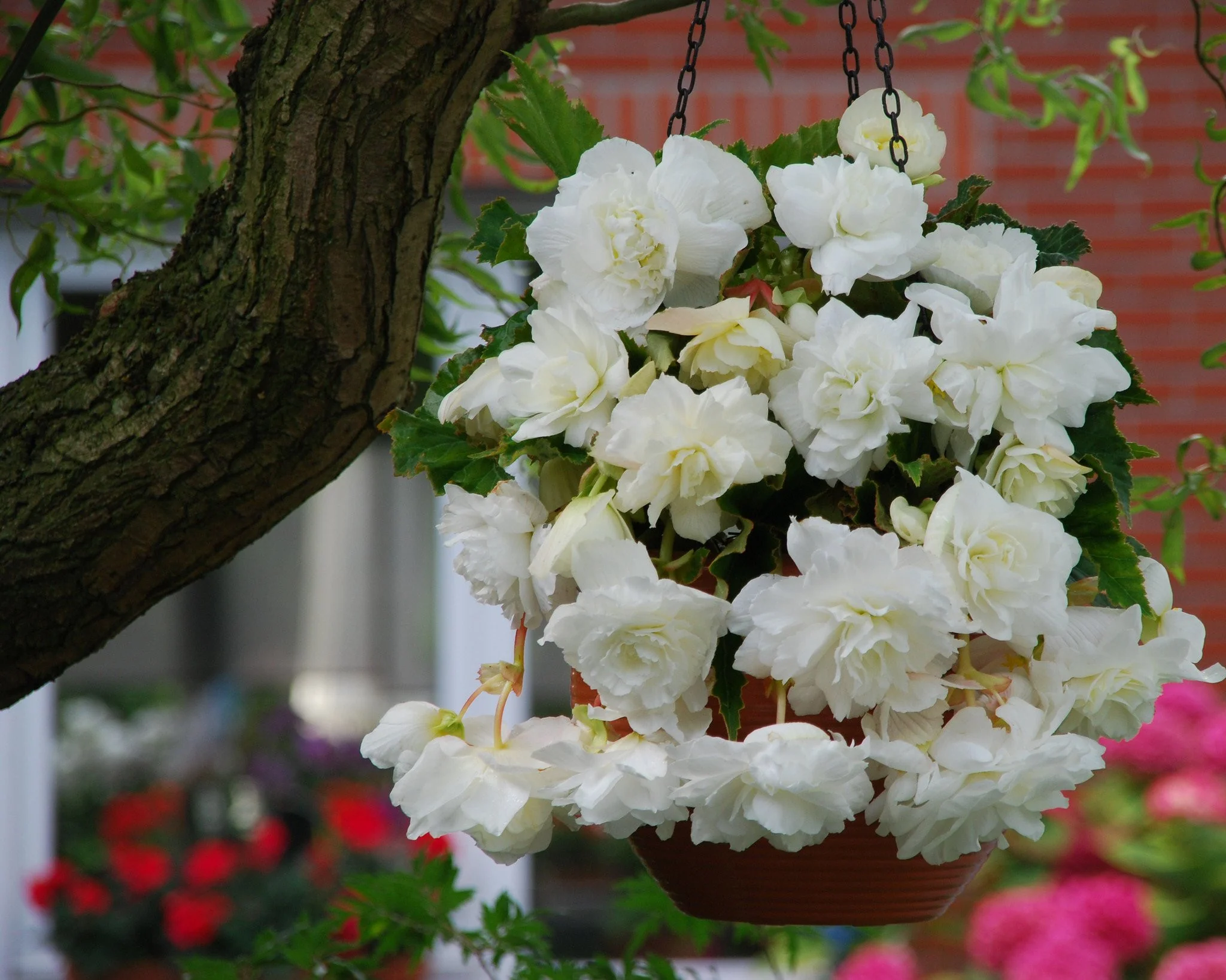Begonia 'Cascade White' - Image 3