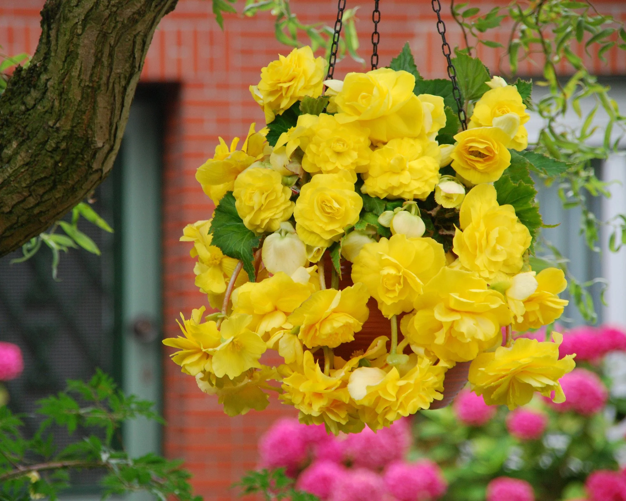 Begonia 'Cascade Yellow' - Image 2