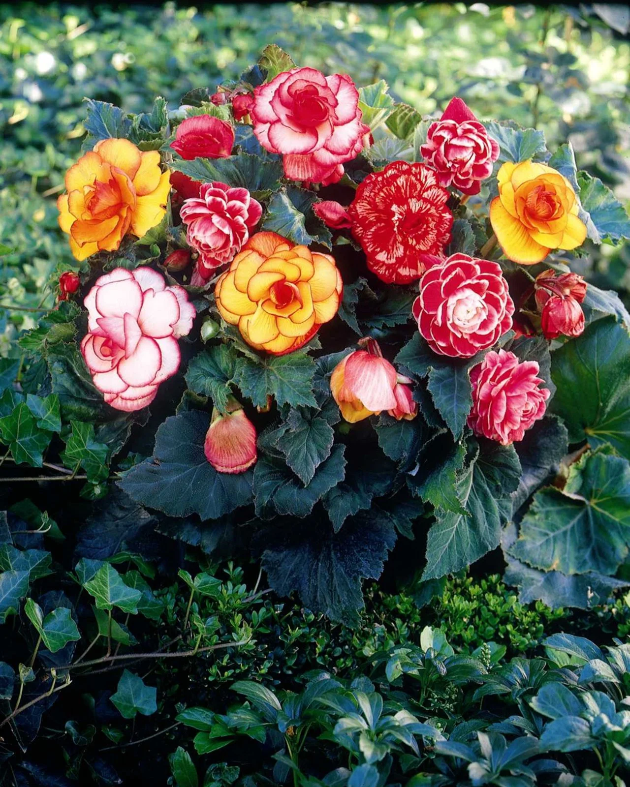 Begonia collection 'Sunny Days' - Image 4