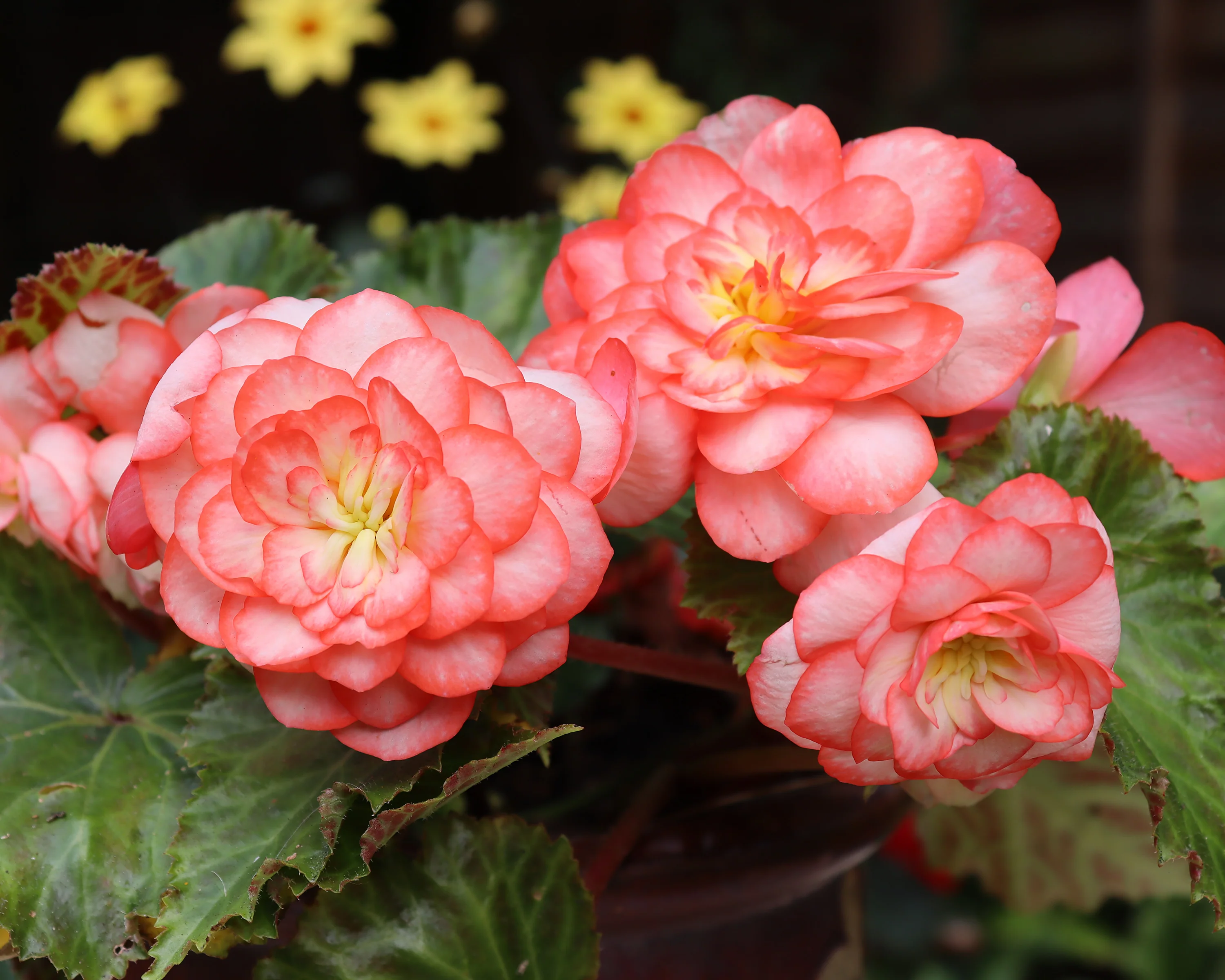 Begonia 'OnTop® Fandango' - Image 4
