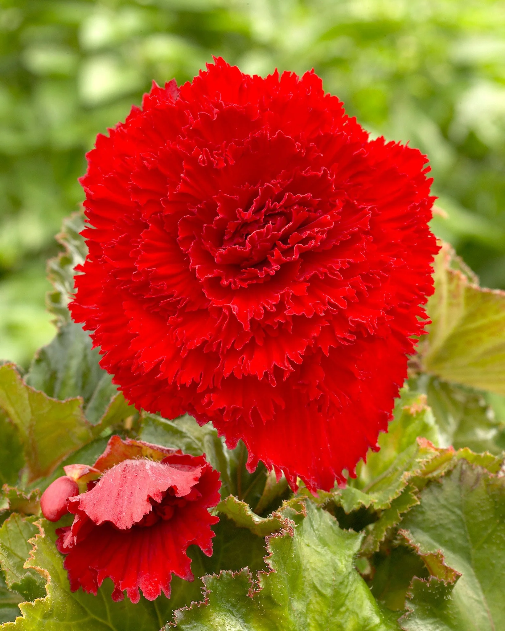 Begonia 'Fimbriata Red'