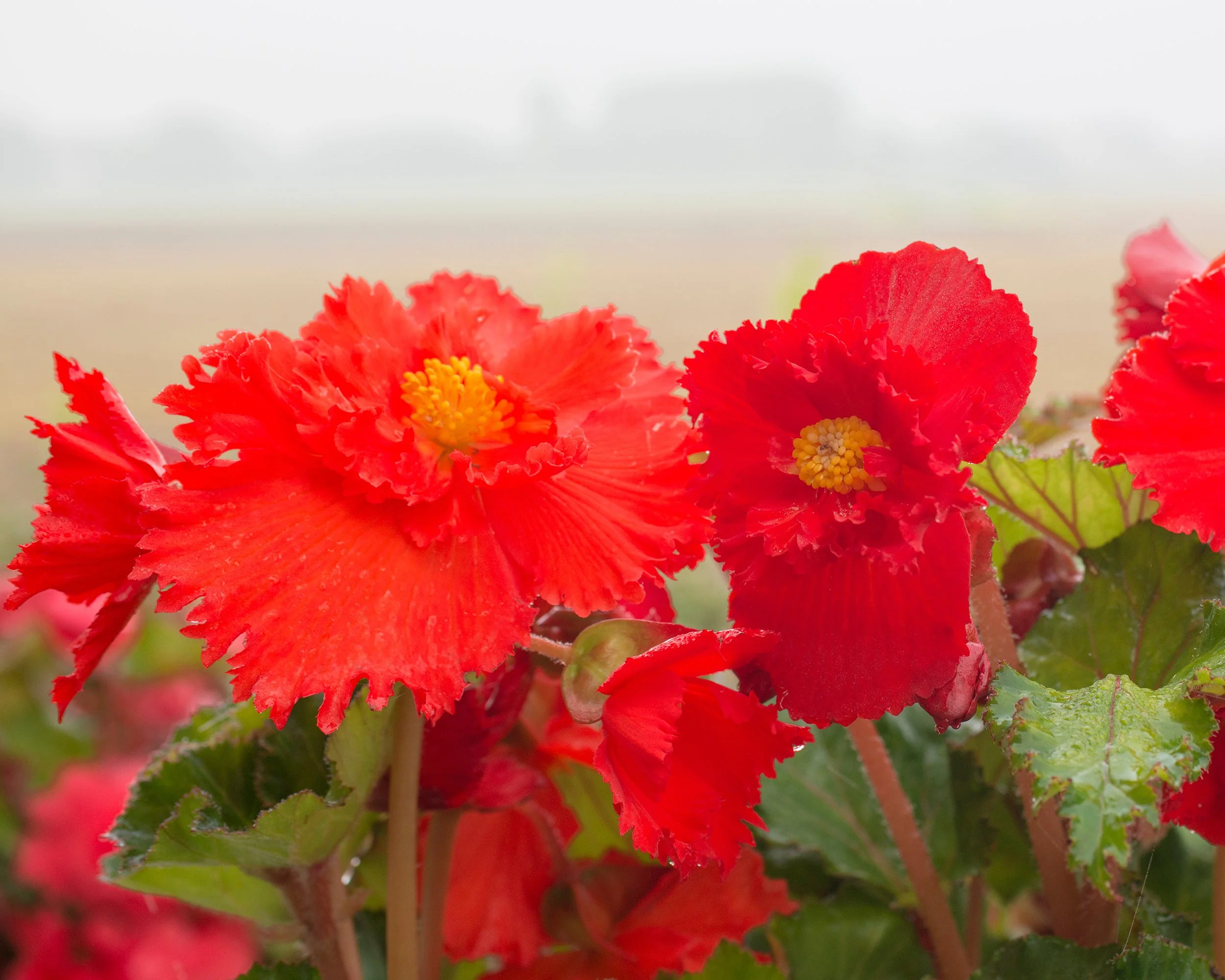 Begonia 'Fimbriata Red' - Image 3