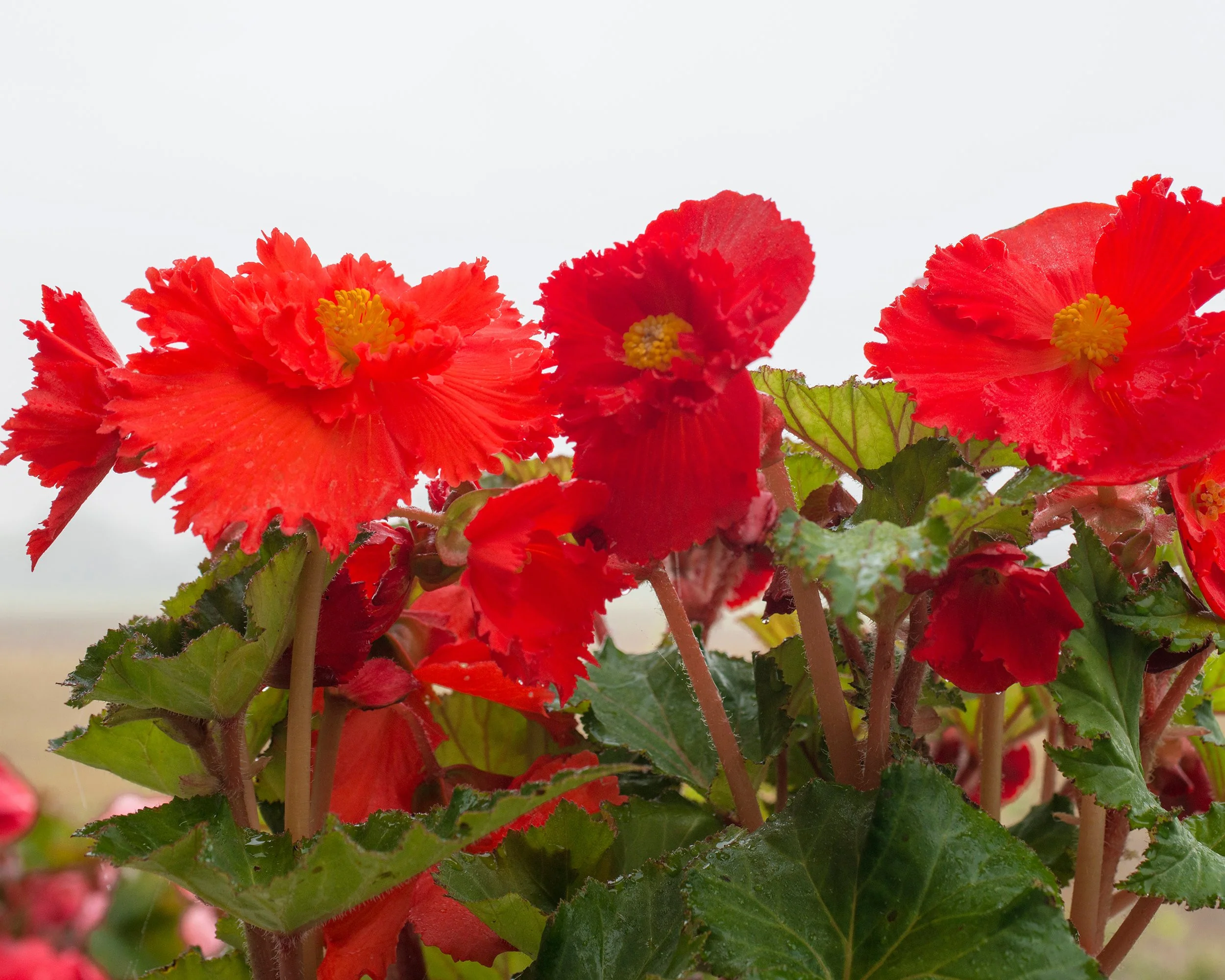 Begonia 'Fimbriata Red' - Image 4