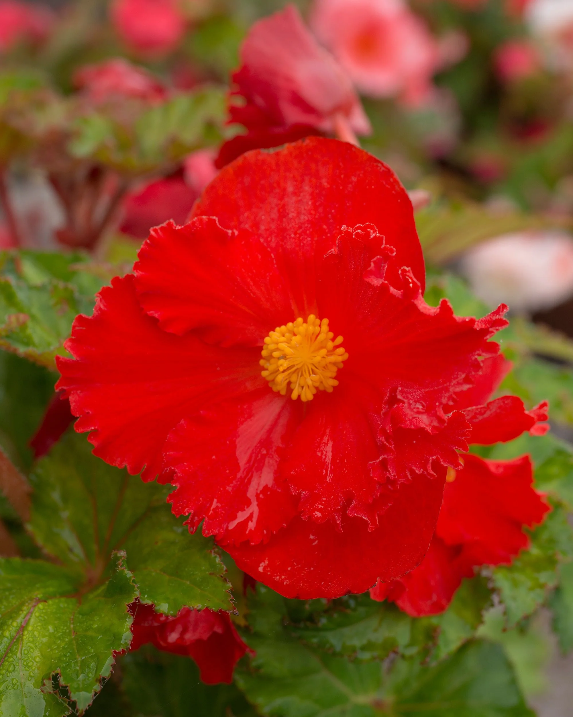 Begonia 'Fimbriata Red' - Image 5