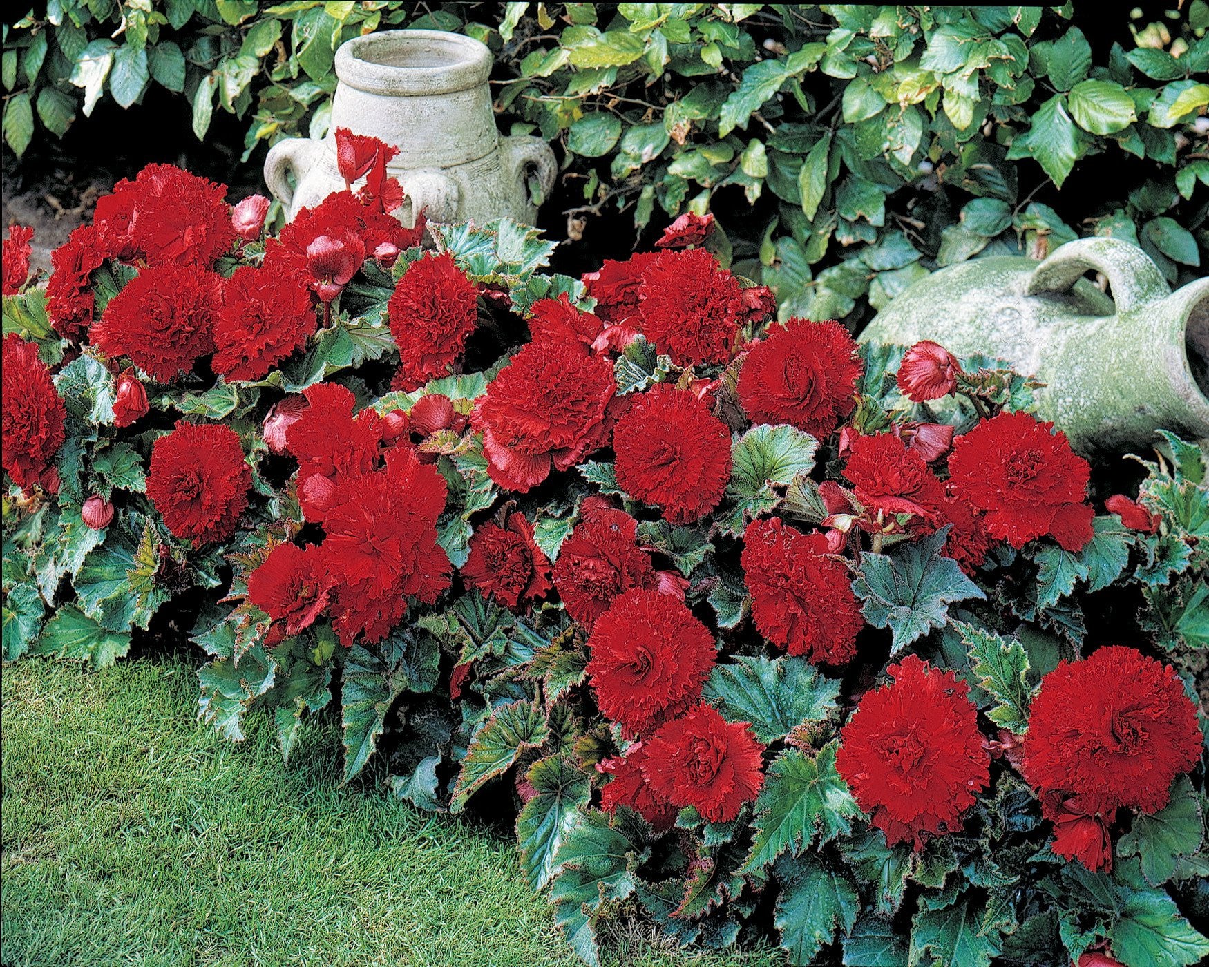 Begonia 'Fimbriata Red' - Image 6