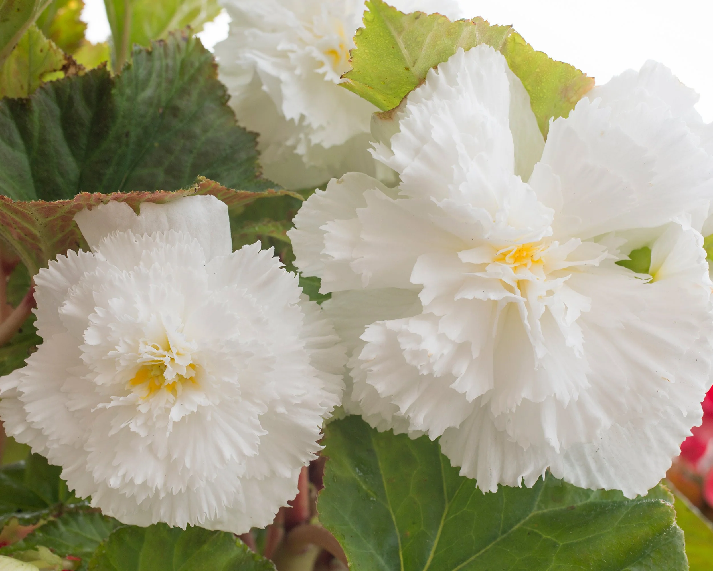 Begonia 'Fimbriata White' - Image 2