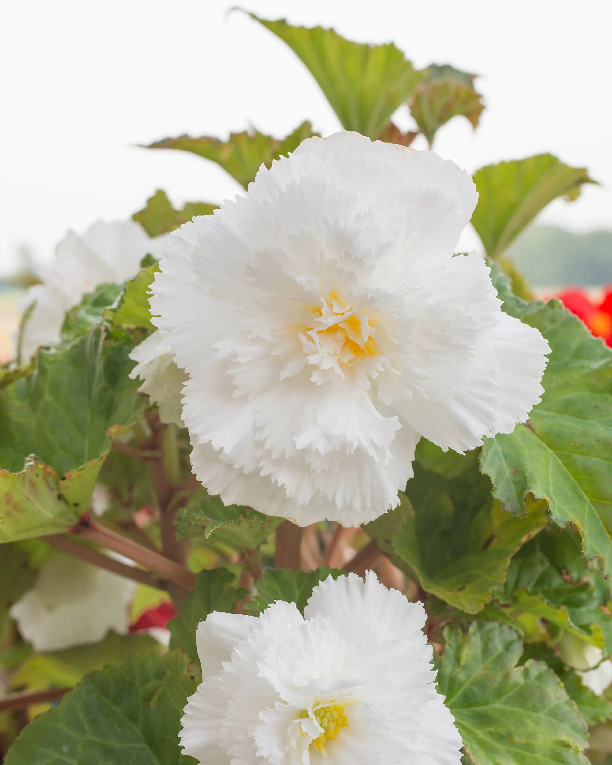 Begonia 'Fimbriata White' - Image 3