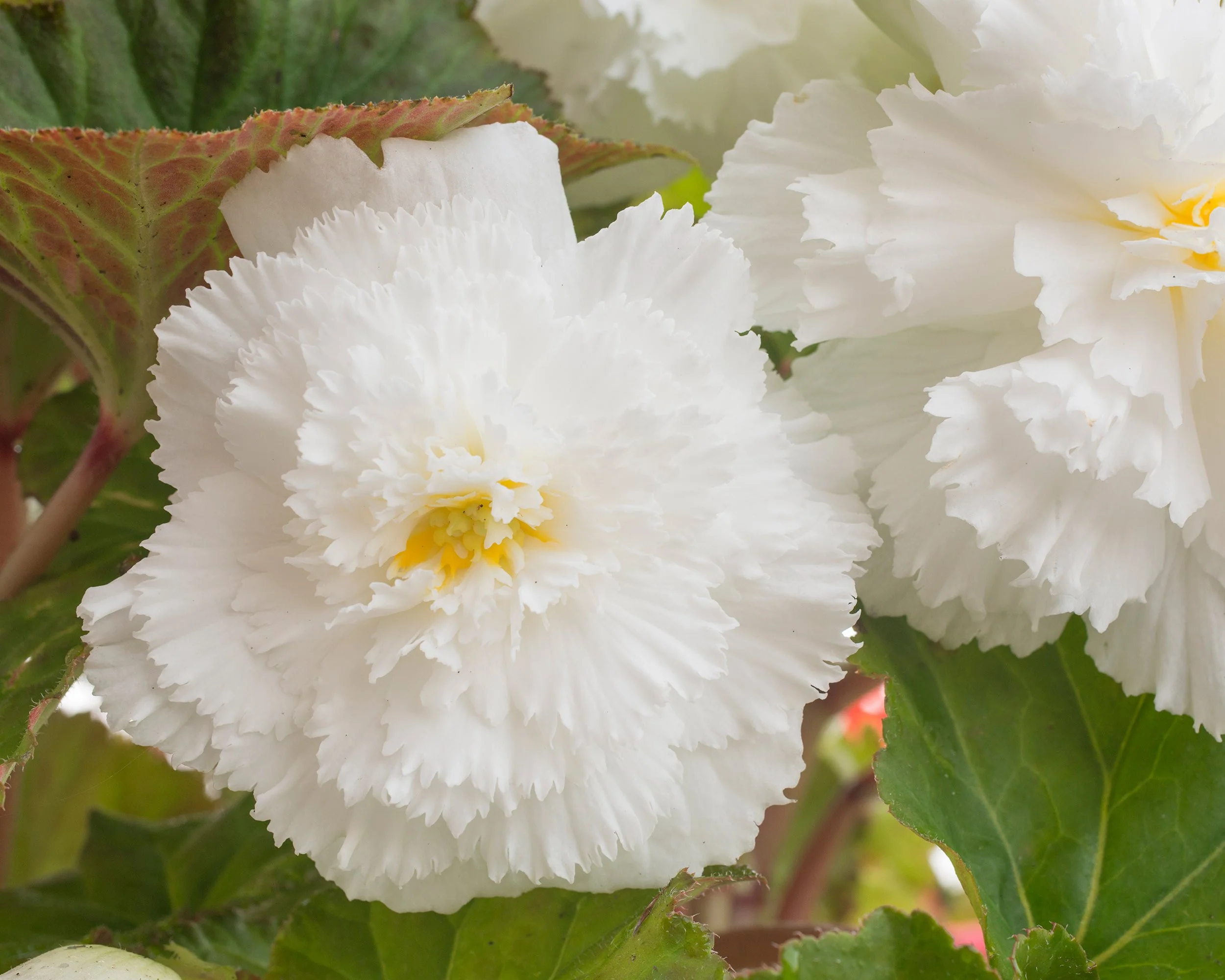Begonia 'Fimbriata White' - Image 5