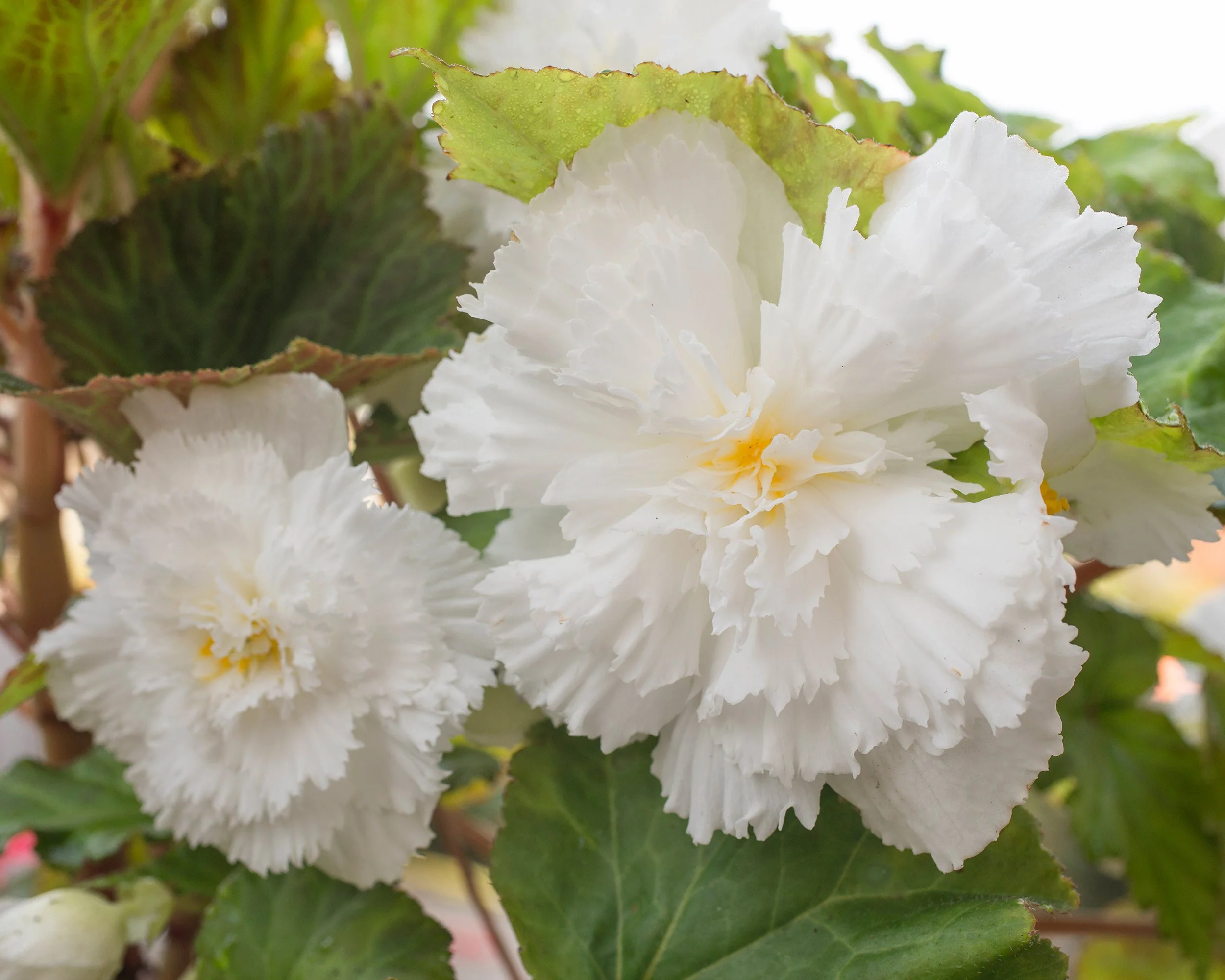 Begonia 'Fimbriata White' - Image 6