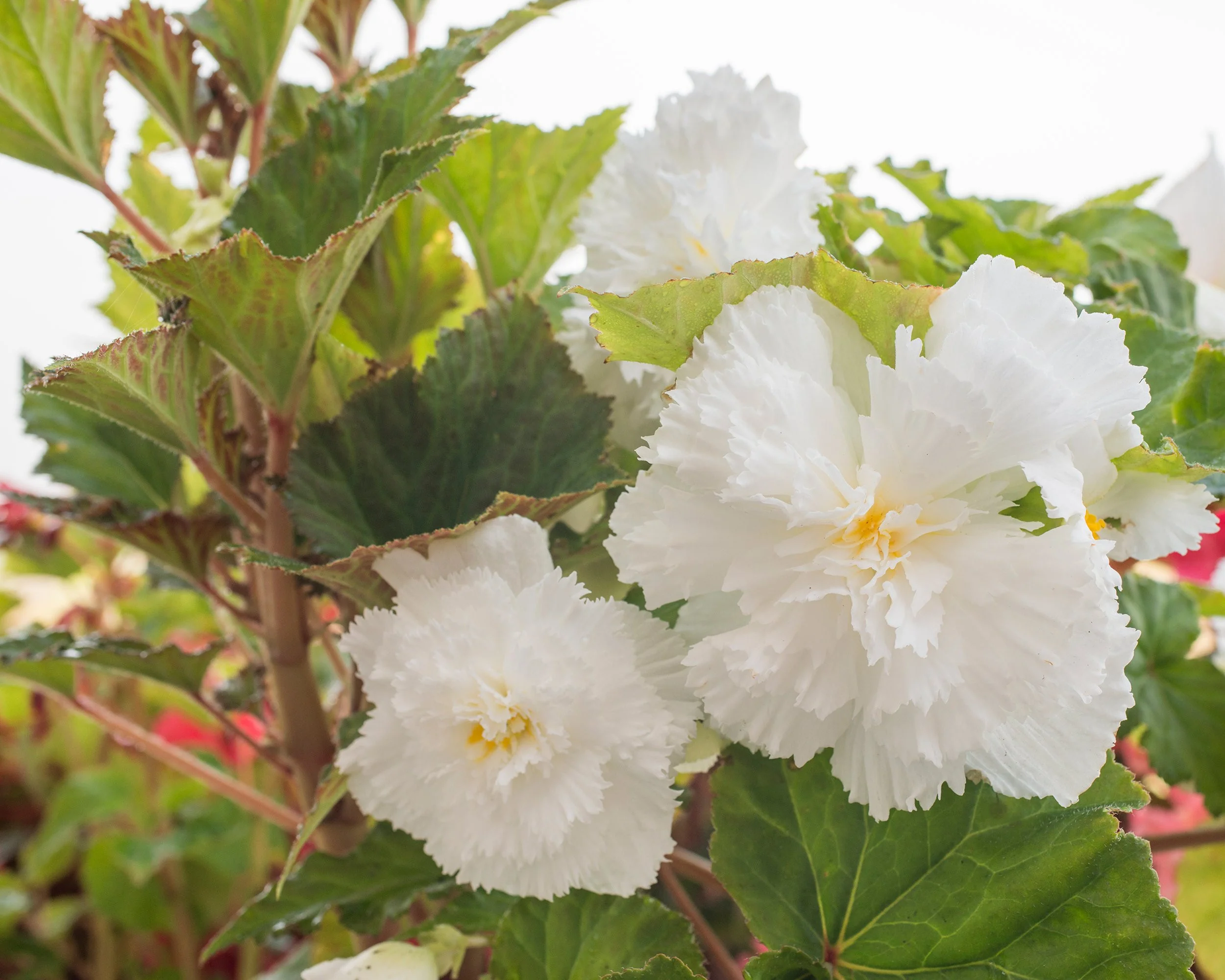 Begonia 'Fimbriata White' - Image 7