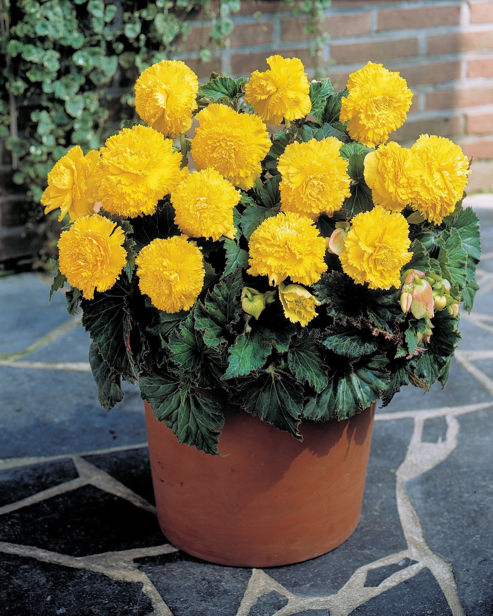 Begonia 'Fimbriata Yellow' - Image 3