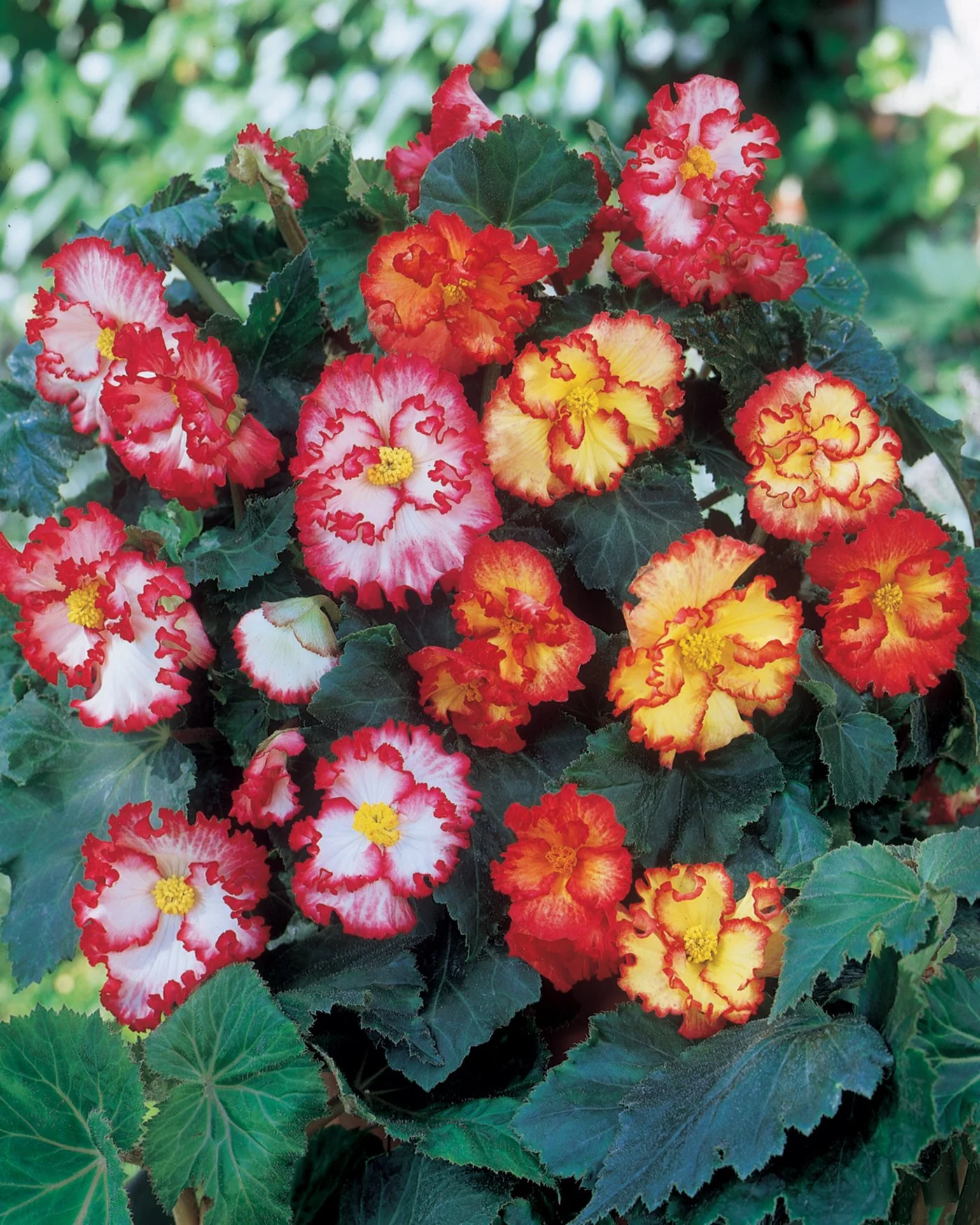 Begonia collection 'Flamenco Mixed' - Image 3