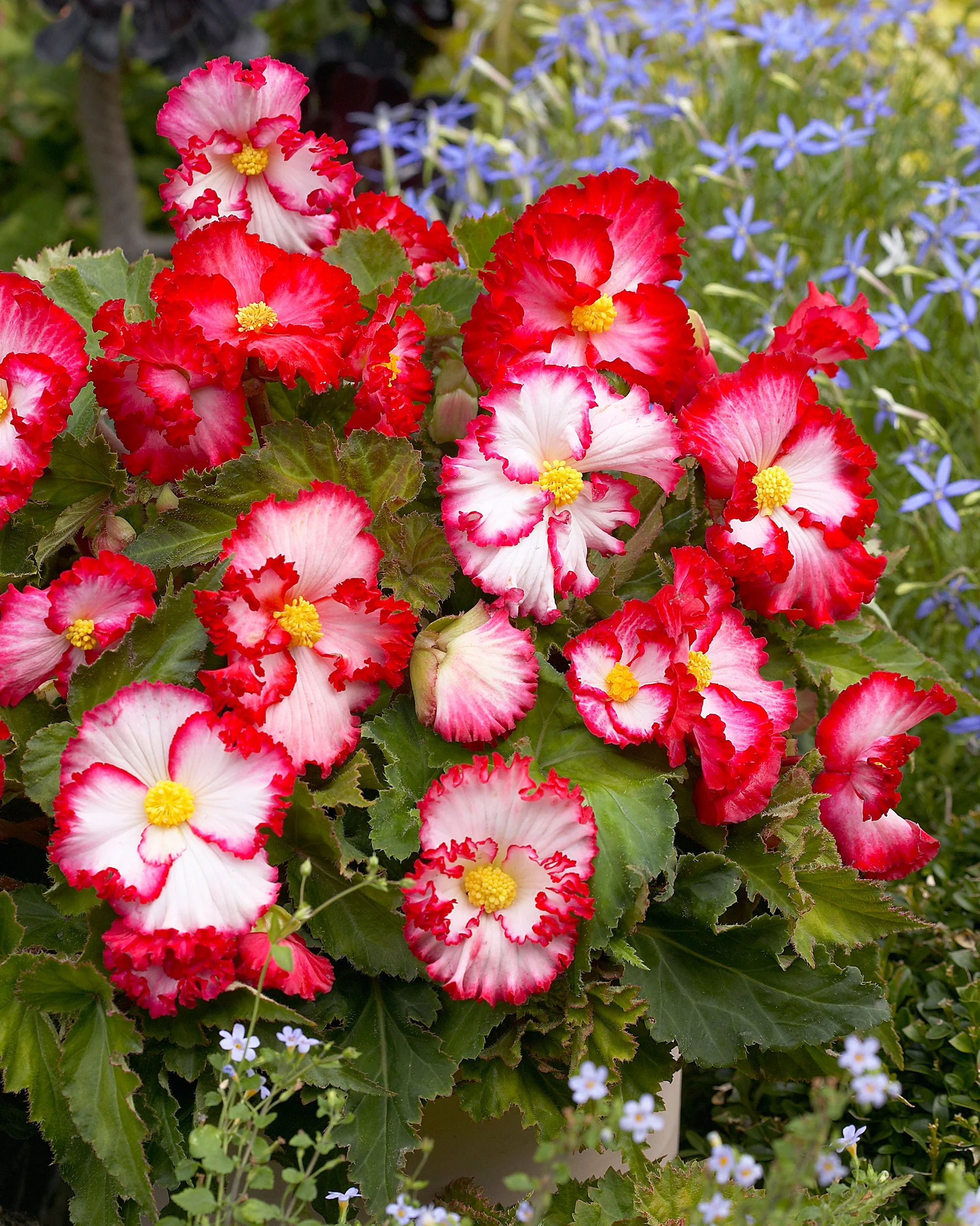 Begonia 'Flamenco White' - Image 2