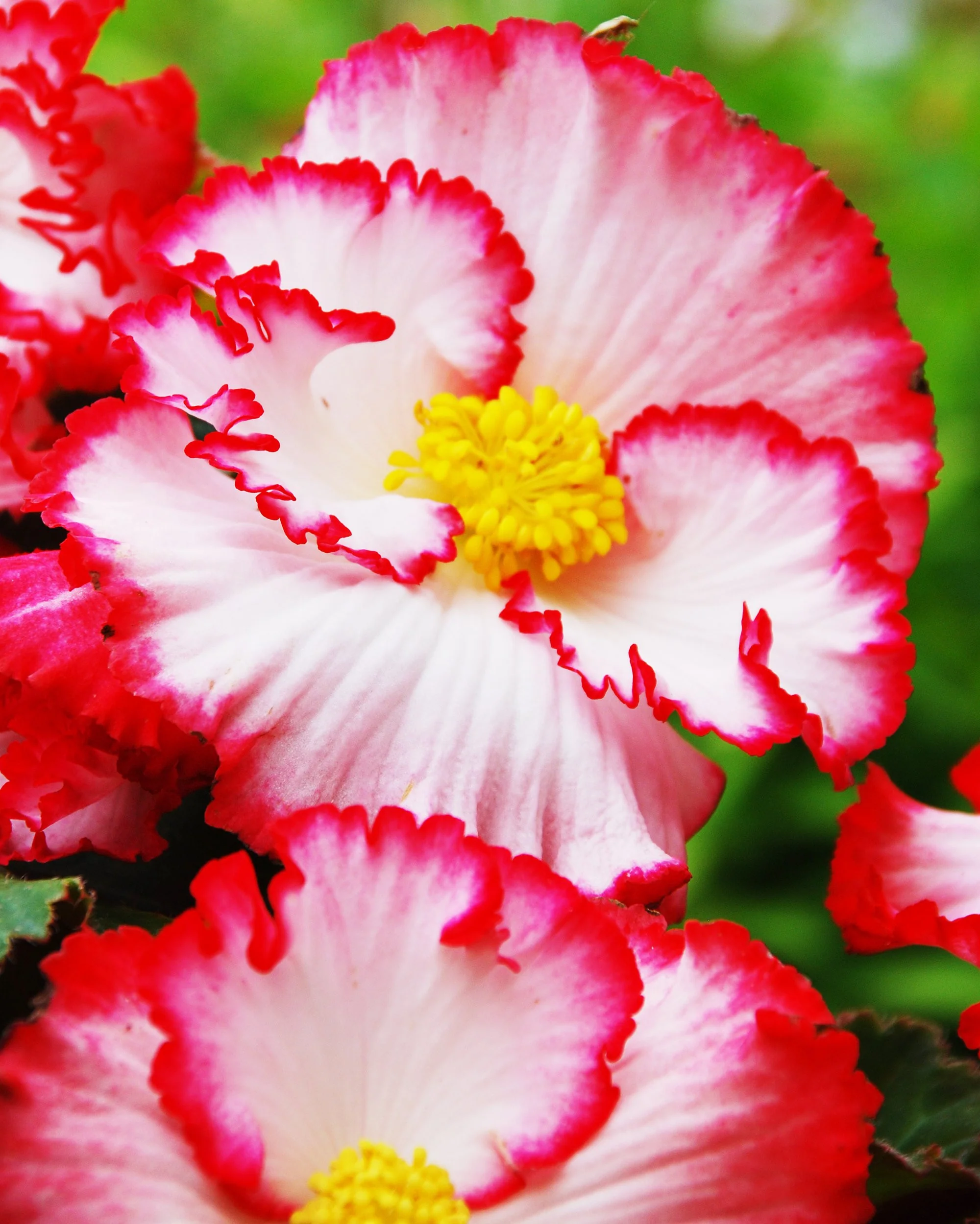 Begonia 'Flamenco White' - Image 3