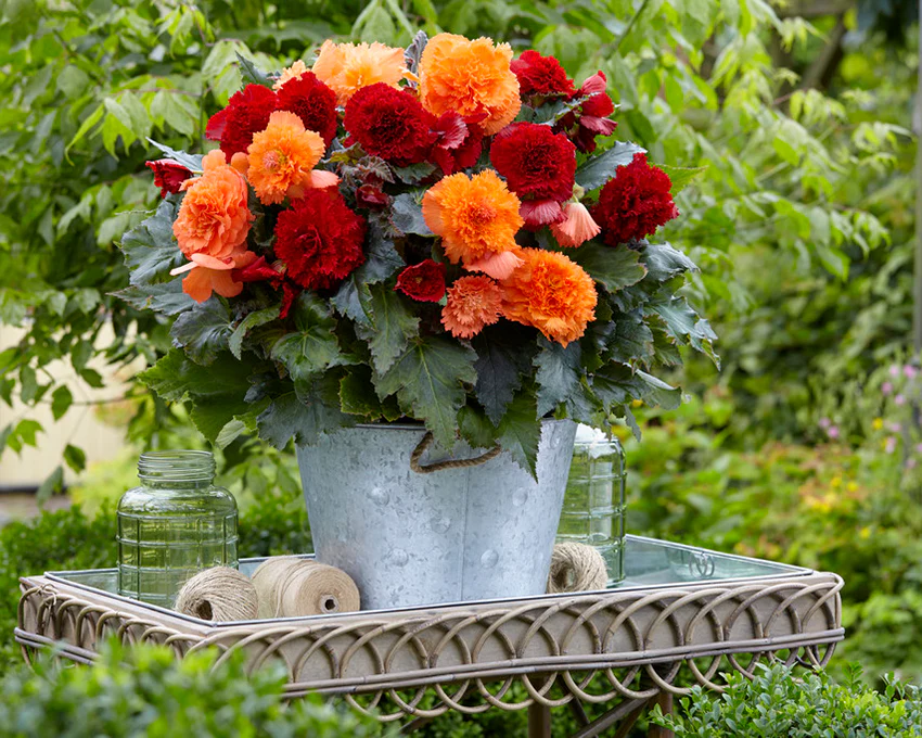 Begonia collection 'Fringed Friends' - Image 3