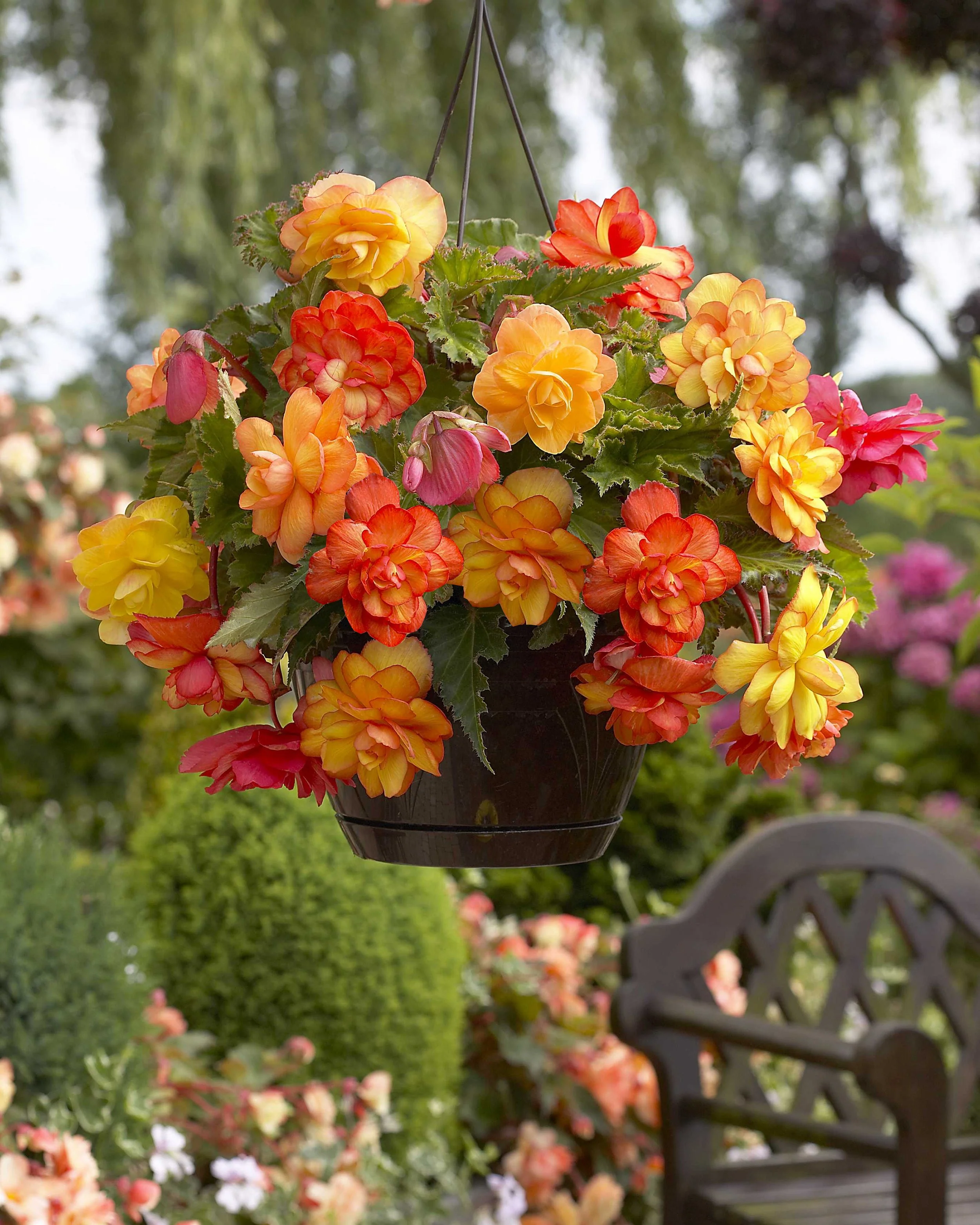 Begonia 'Golden Balcony' - Image 3