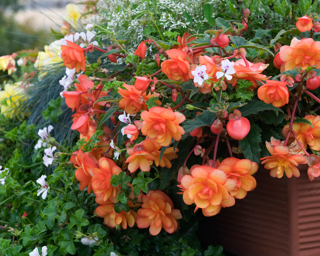 Begonia 'Illumination Apricot' - Image 4