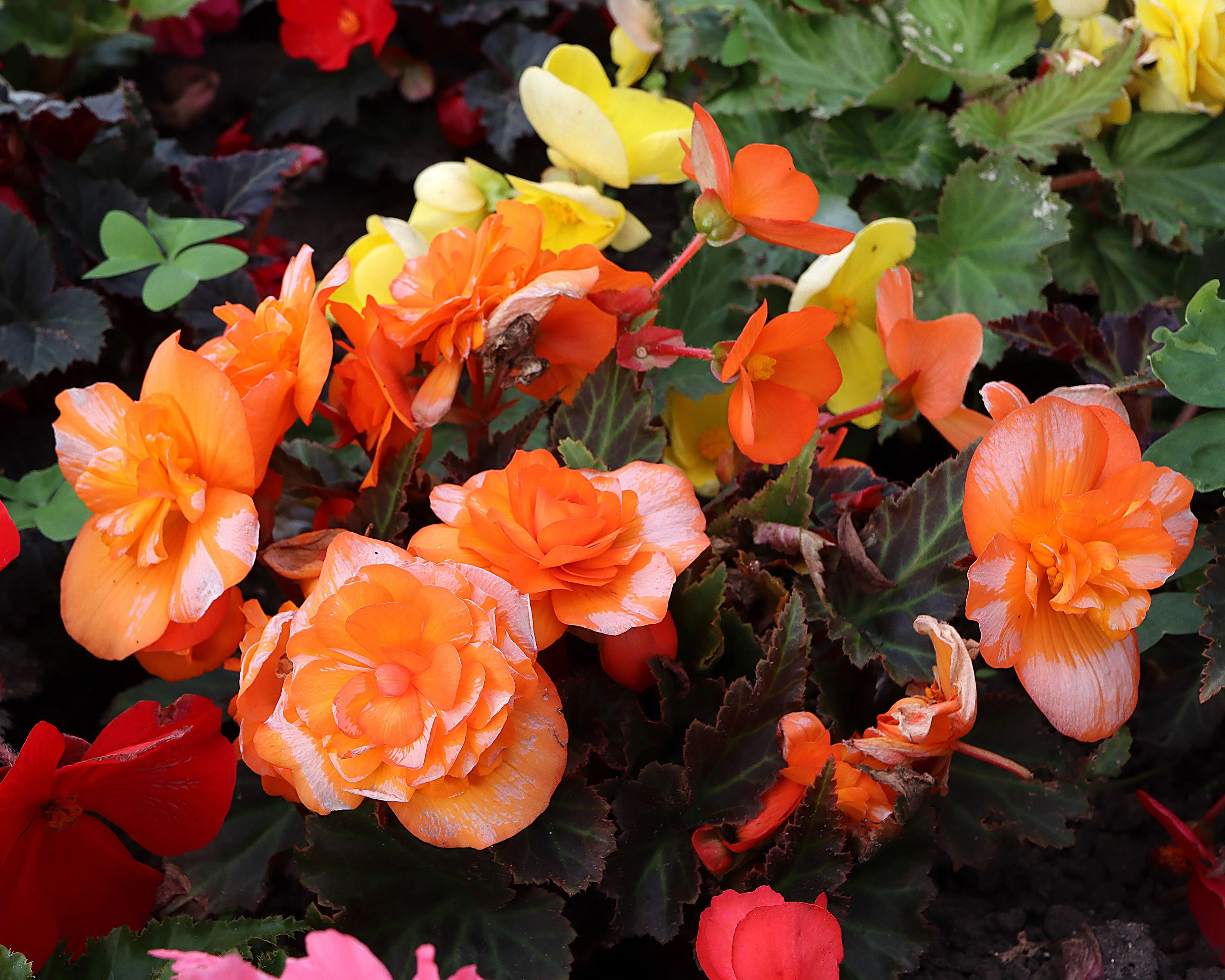 Begonia 'Illumination Apricot' - Image 6
