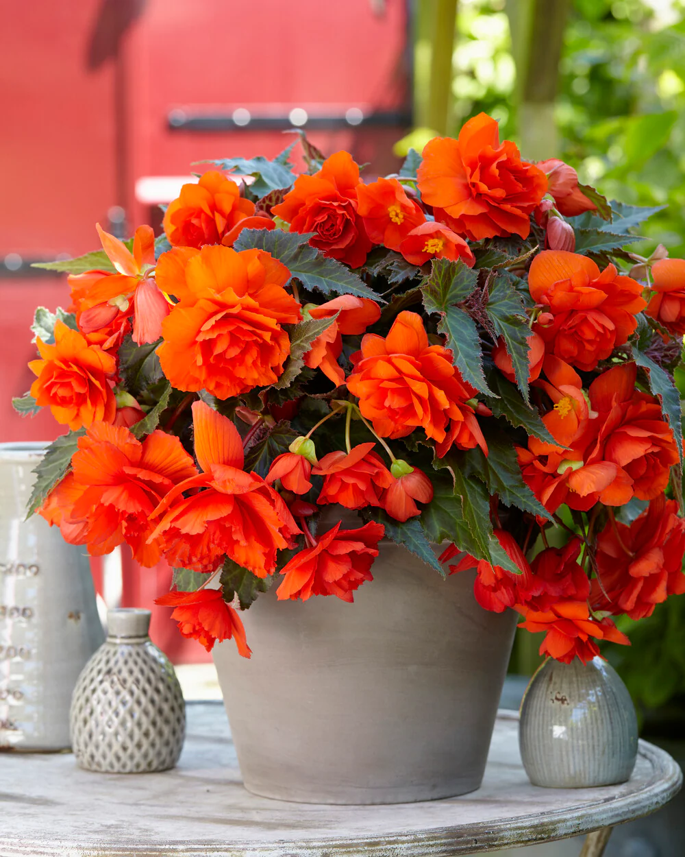 Begonia 'Illumination Orange' - Image 6