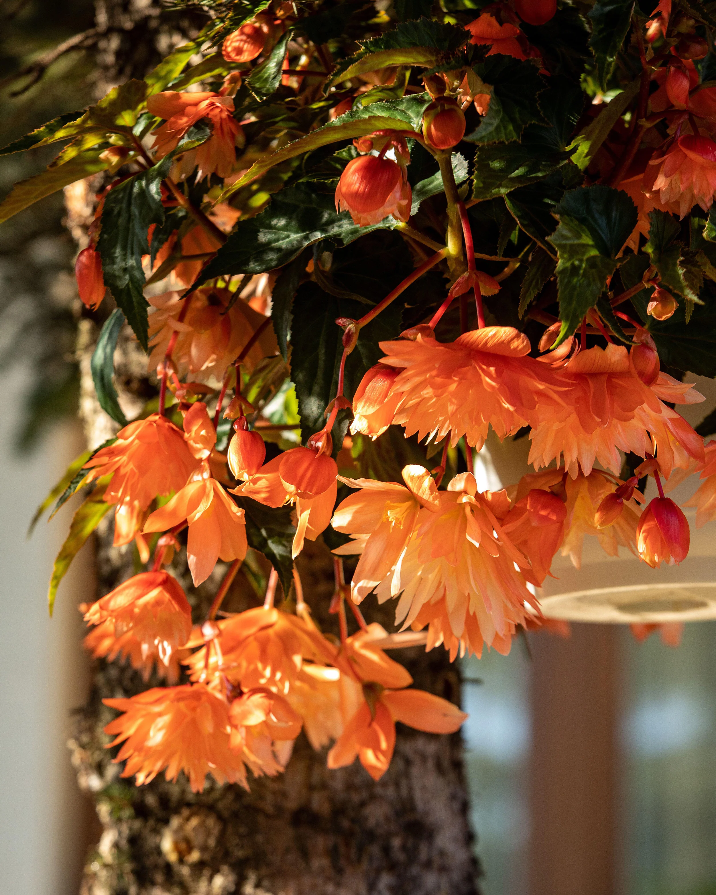 Begonia 'Illumination Orange' - Image 7