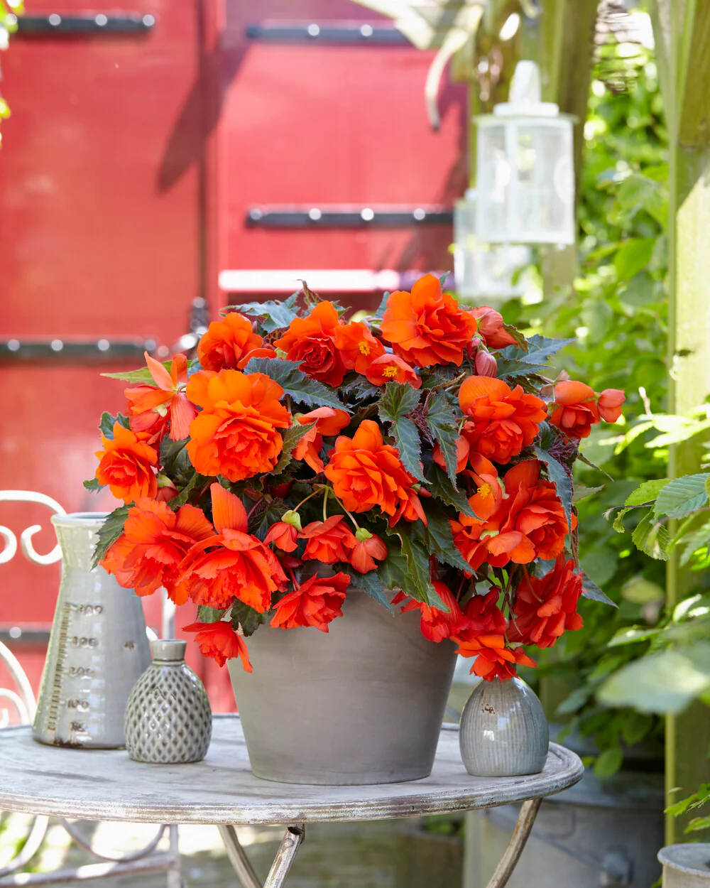 Begonia 'Illumination Orange' - Image 8
